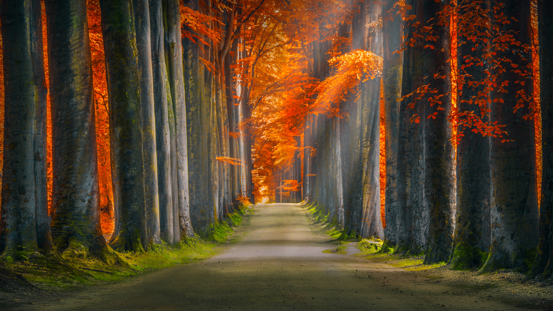 森林秋天阳光通路风景壁纸