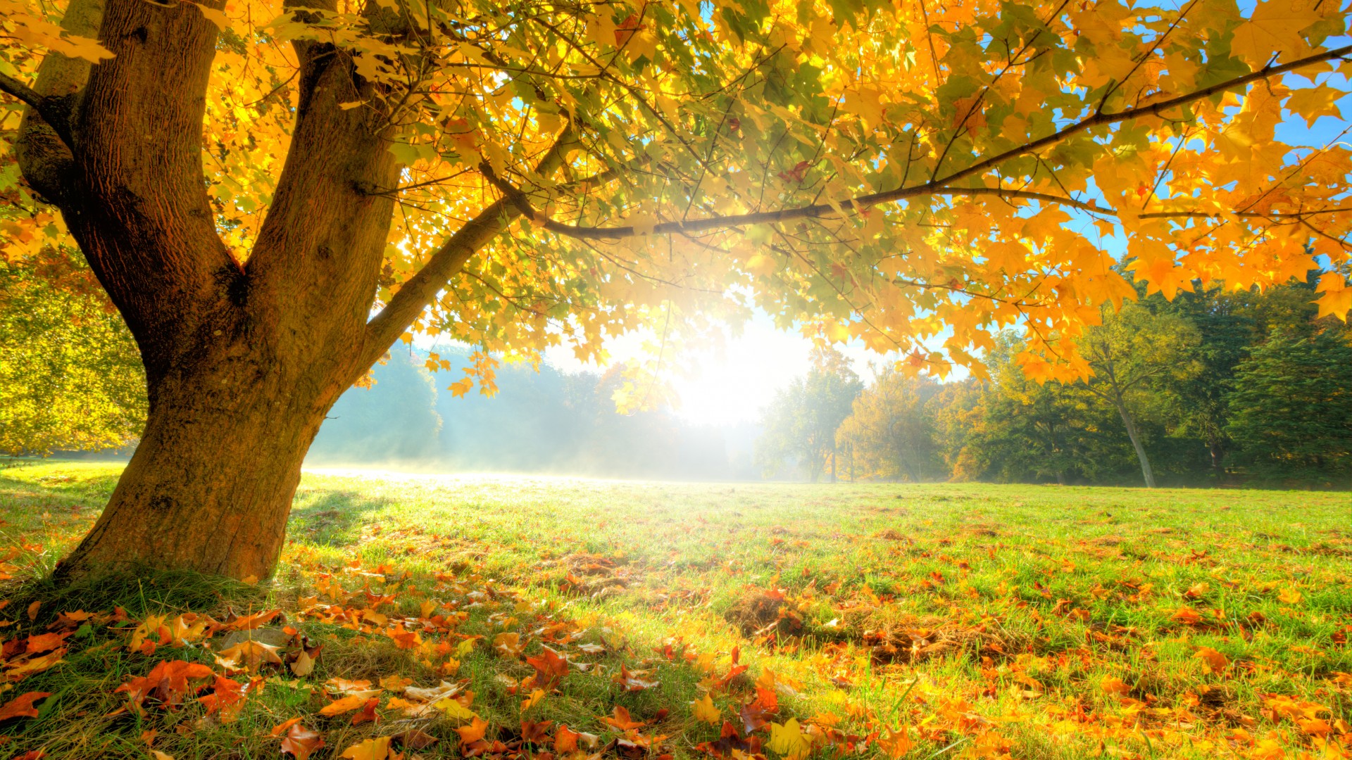 秋天,阳光,森林,树,林间空地,落叶,草地,自然风景壁纸