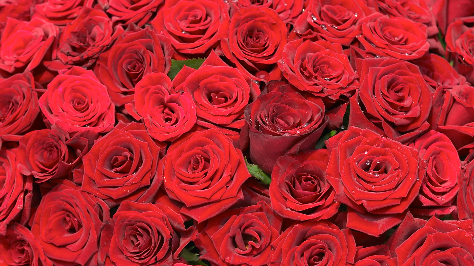 红色宽屏玫瑰花高清电脑桌面壁纸