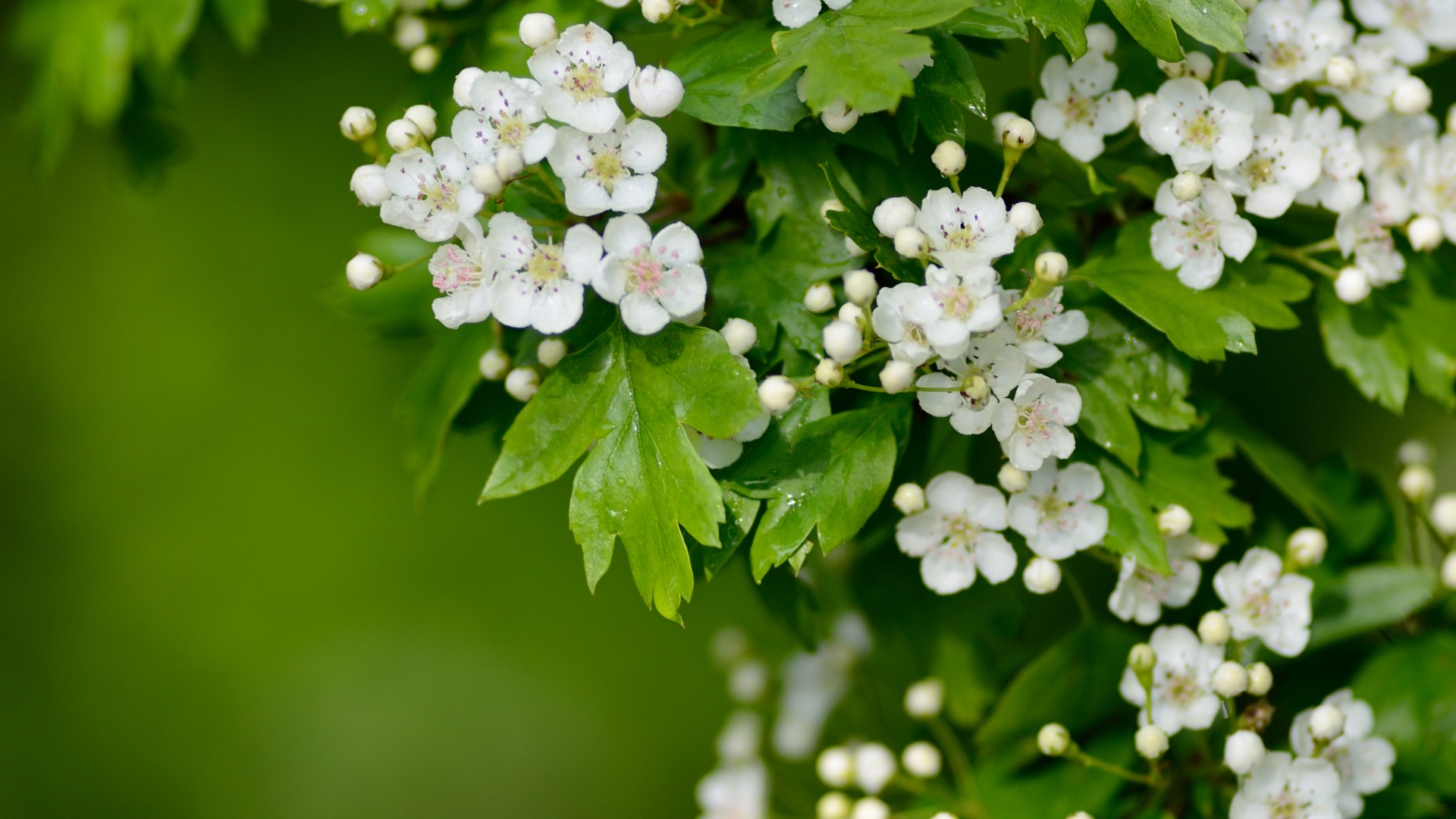 绿色护眼山楂花桌面壁纸