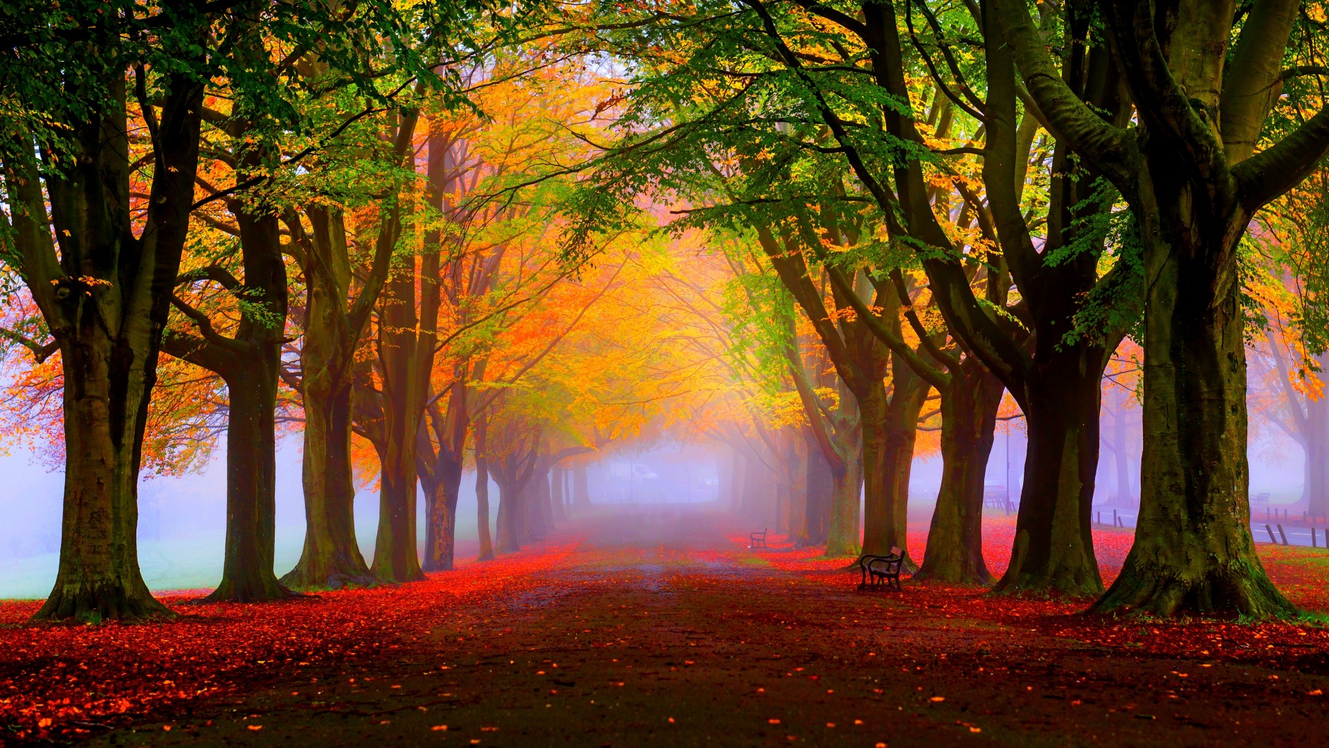 树叶，树木，公园，秋天，路，椅子，安静，风景壁纸