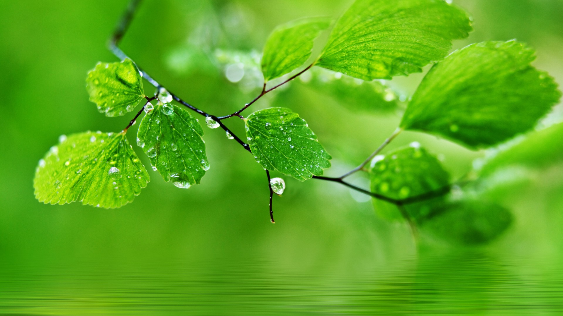 绿色自然叶子,水滴,水珠,护眼高清桌面壁纸