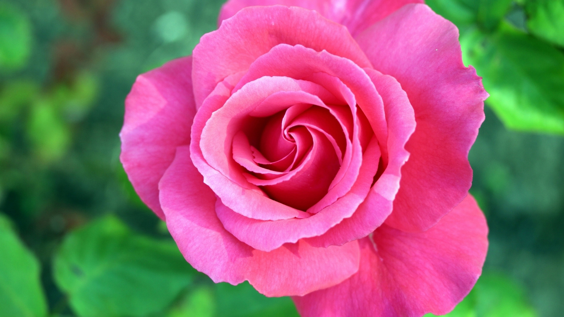 漂亮粉色玫瑰花，鲜花，绿叶，特写，玫瑰花桌面壁纸