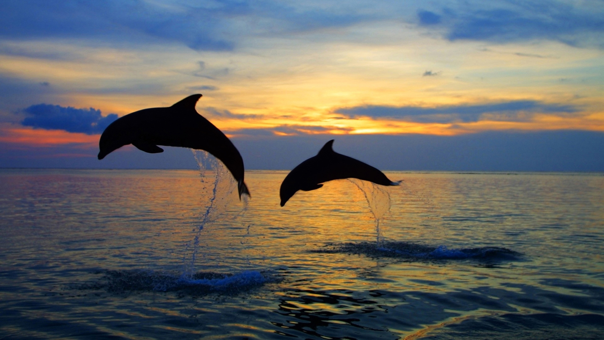 两只海豚，海，跳跃，跳跃的海豚摄影，桌面壁纸