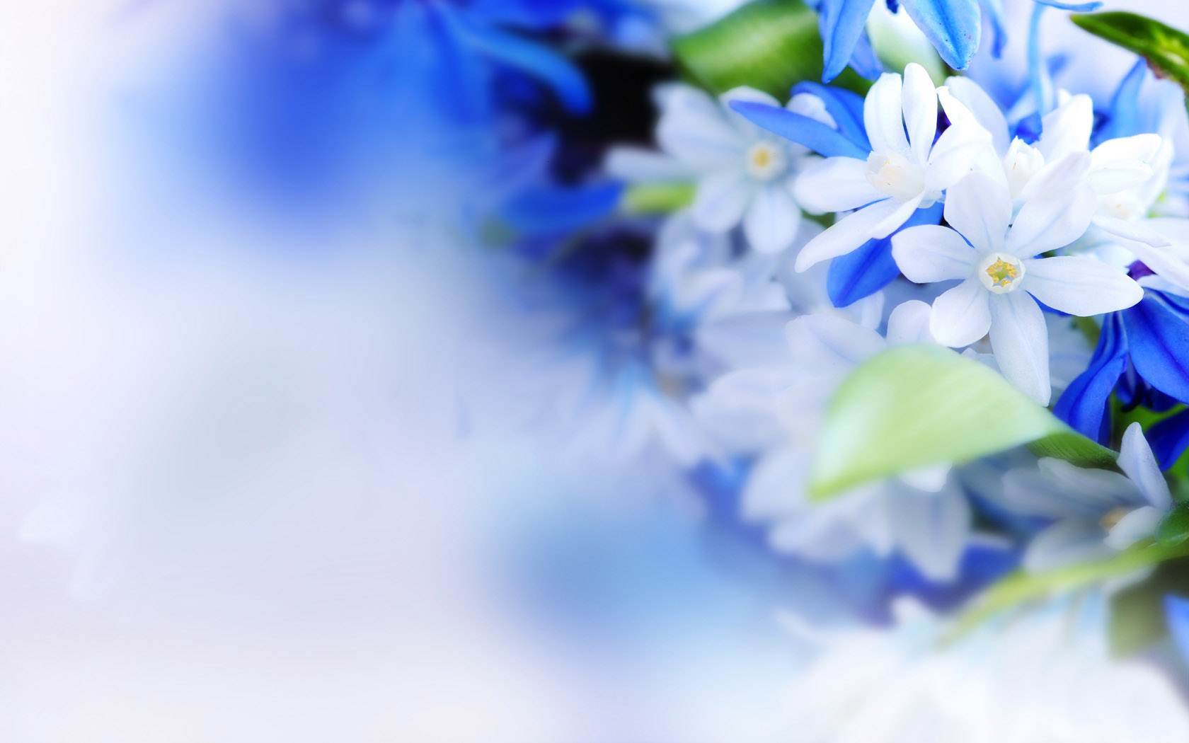 蓝色小花桌面背景