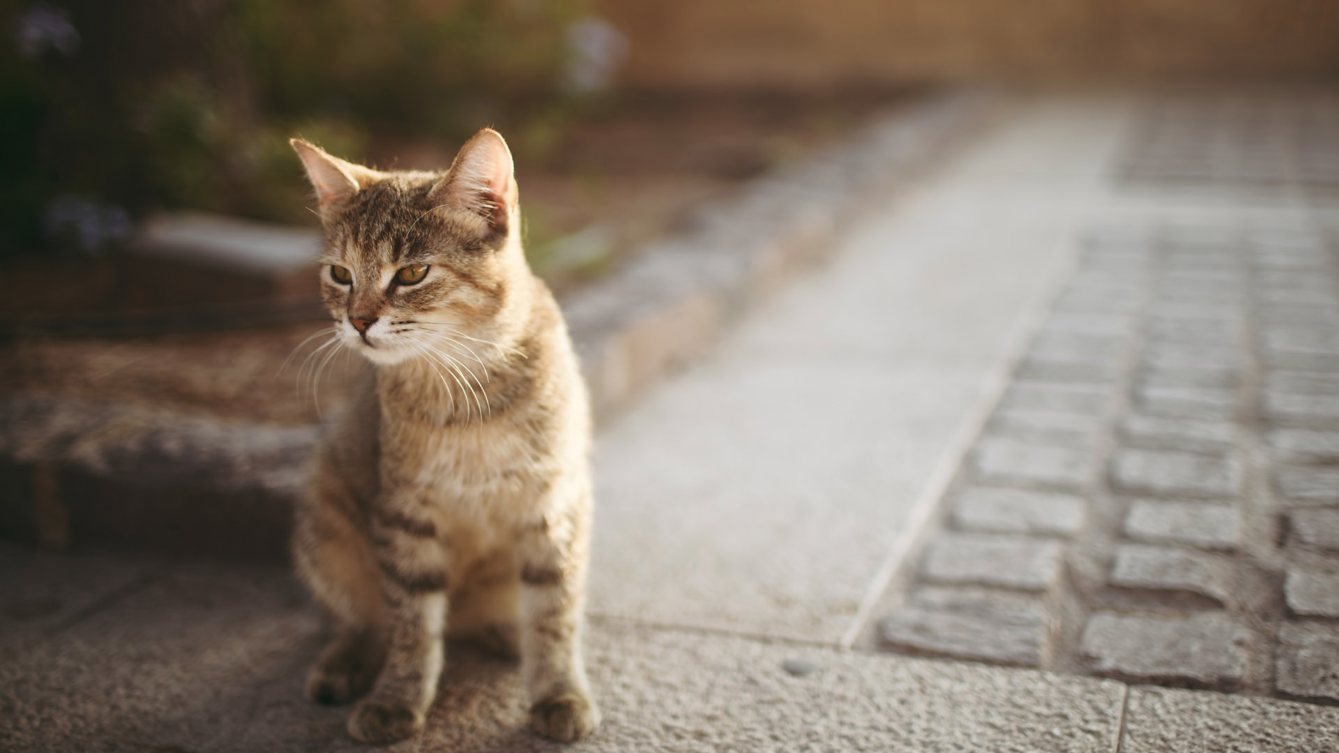 我的猫猫我的猫桌面壁纸