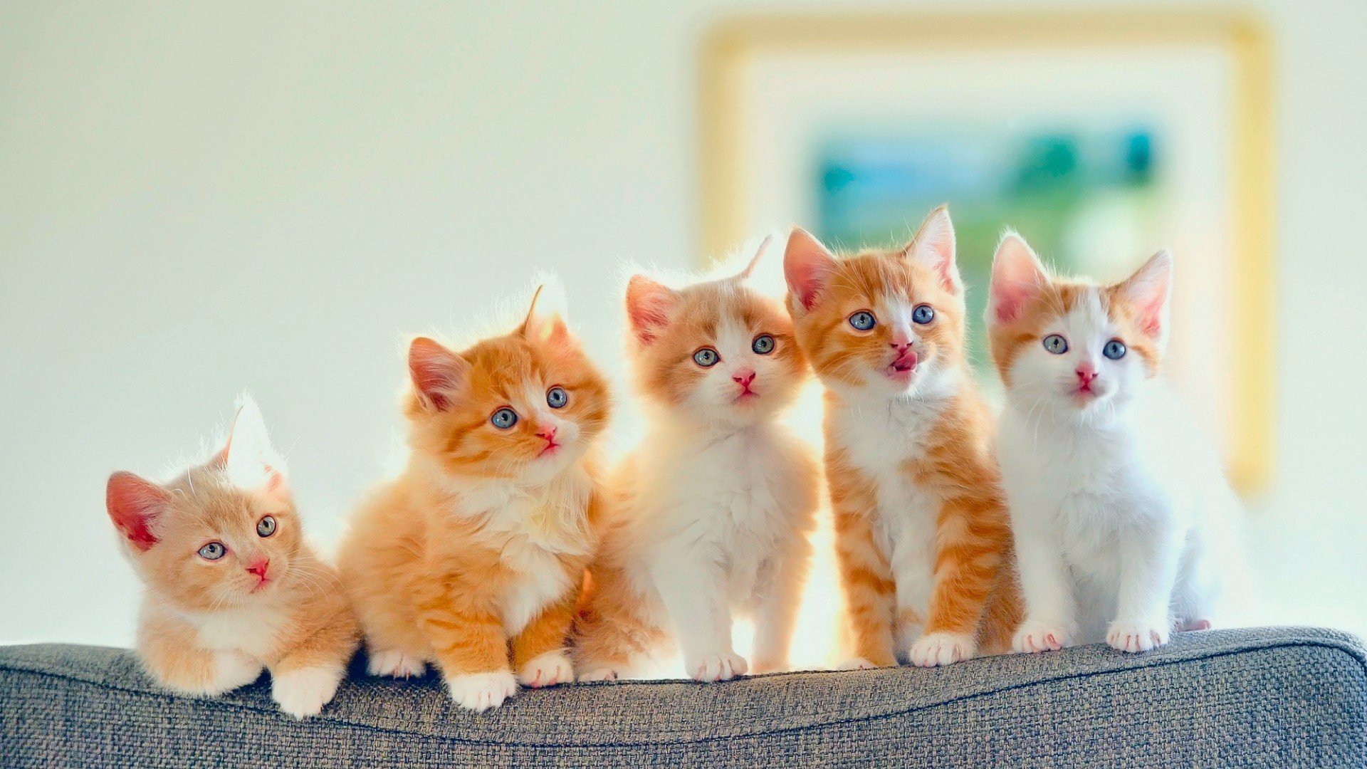 小猫,小手,5只,注视,凝望,沙发的图片,可爱动物壁纸