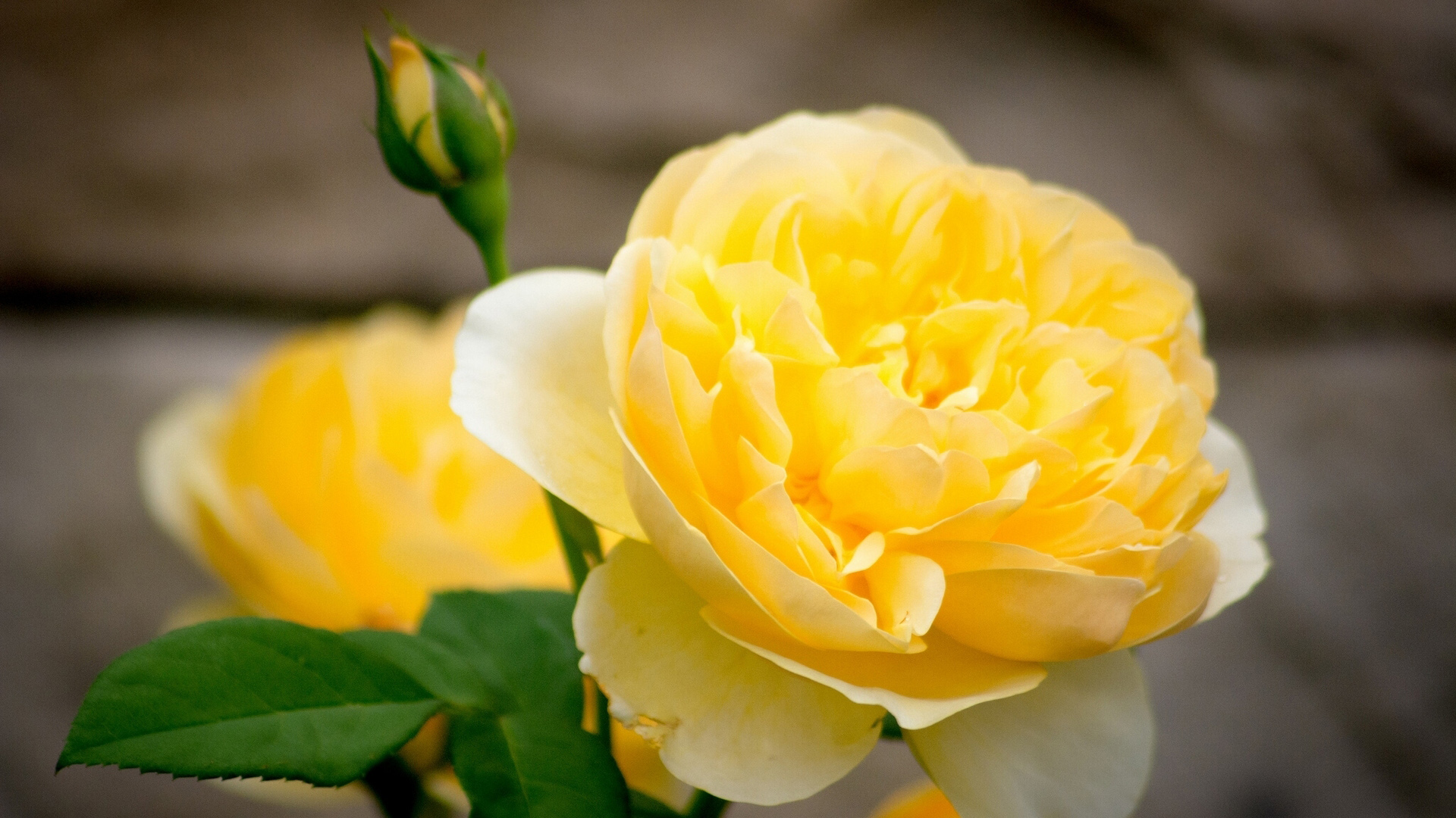 黄玫瑰花瓣，花蕾，玫瑰花特写图片，鲜花超清壁纸