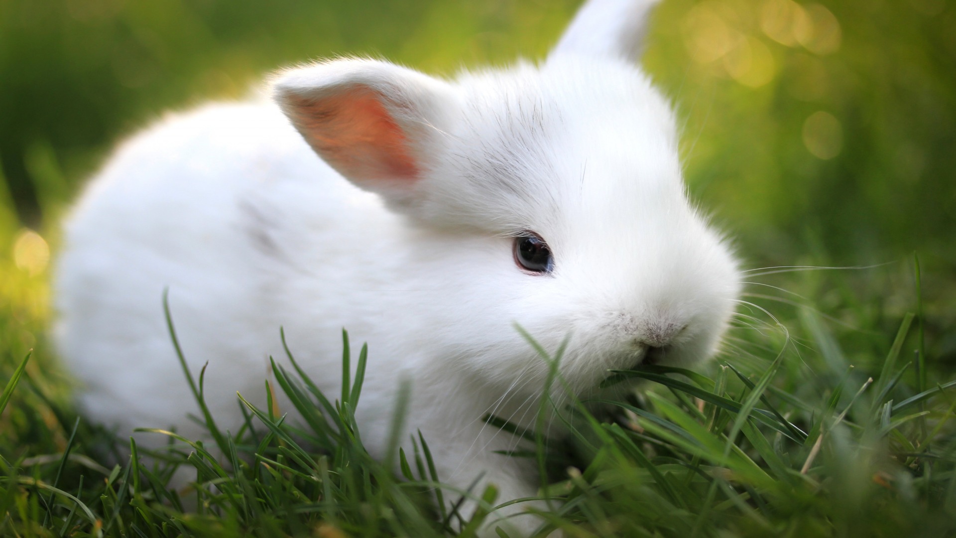 兔子绿色草小白兔电脑壁纸