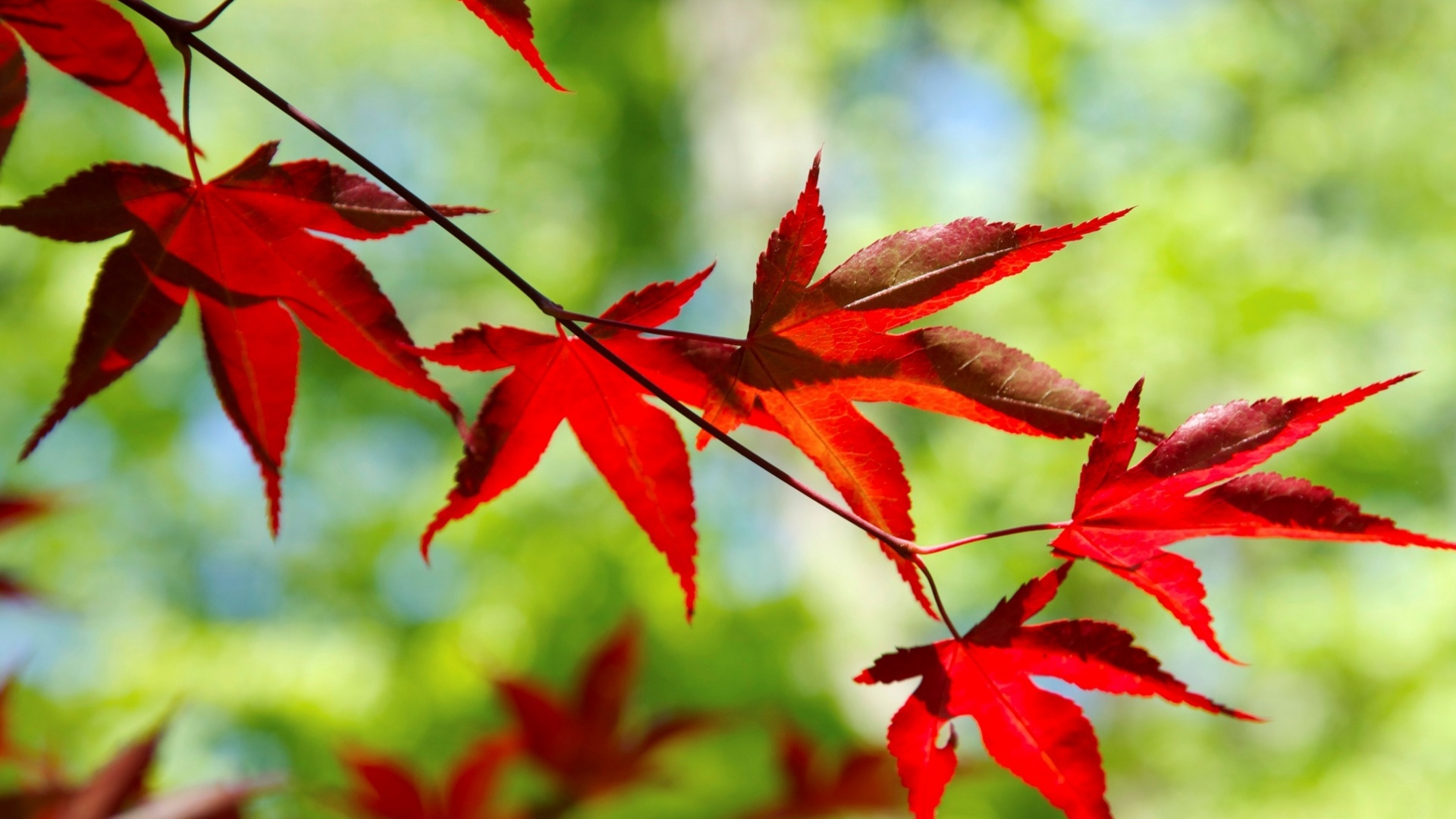 秋天红色叶子桌面壁纸