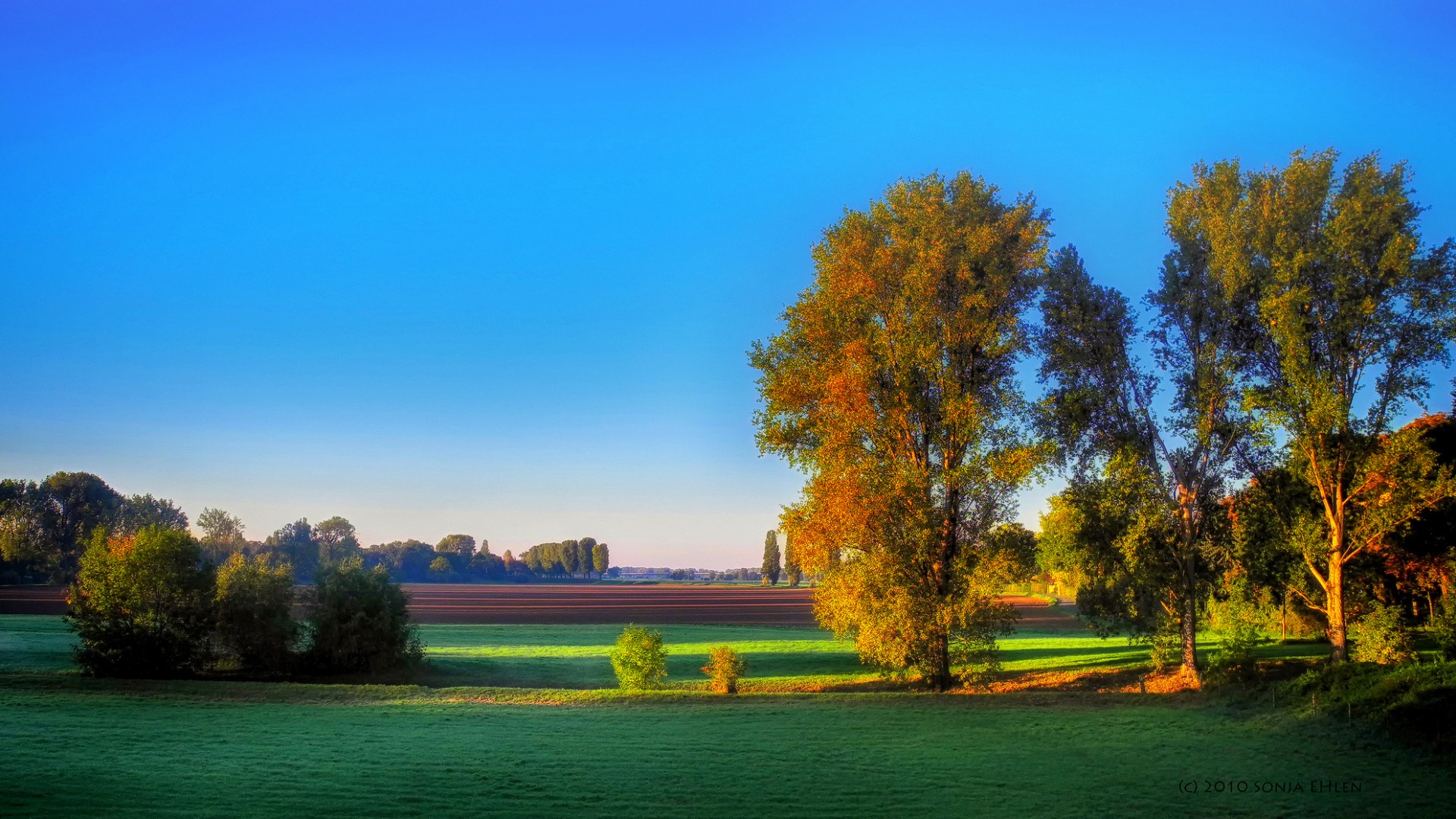 农场,树,早上,秋天,风景桌面壁纸