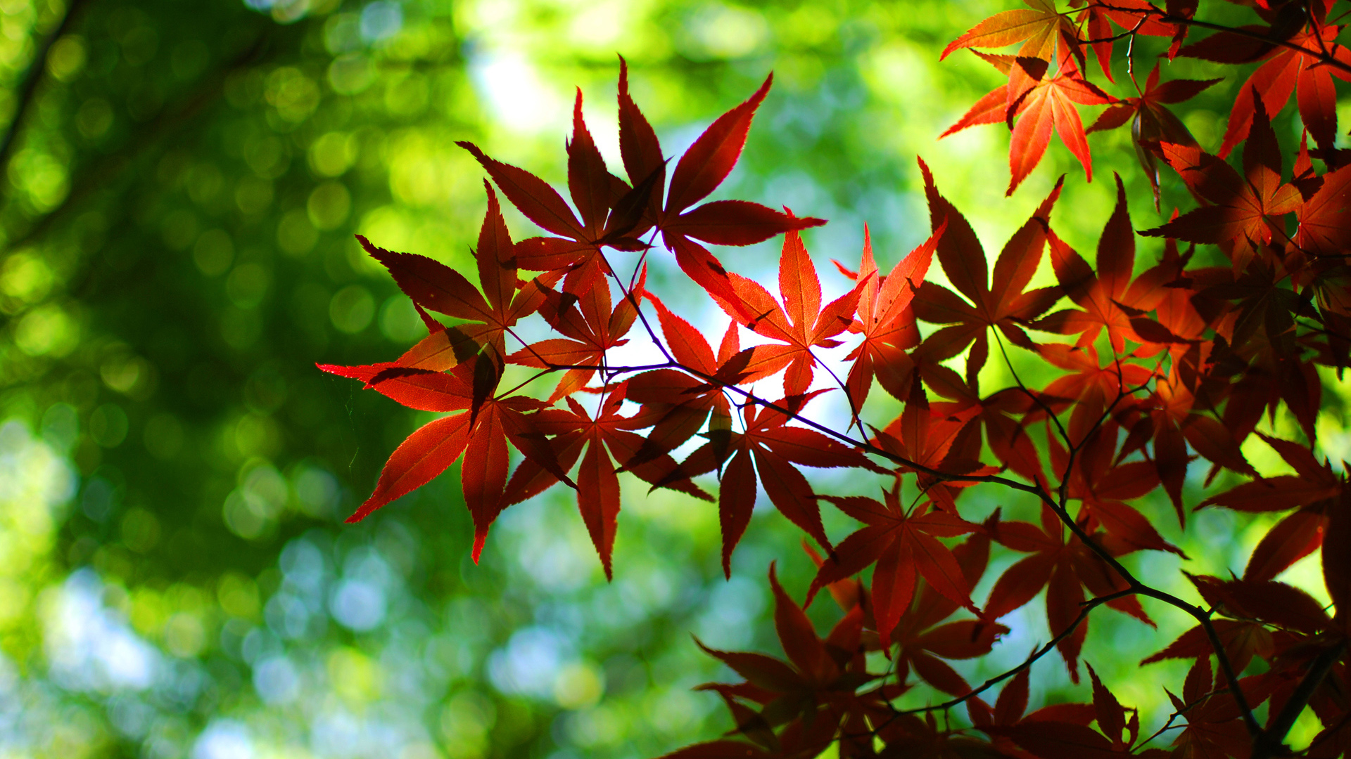 秋天枫树红叶电脑壁纸