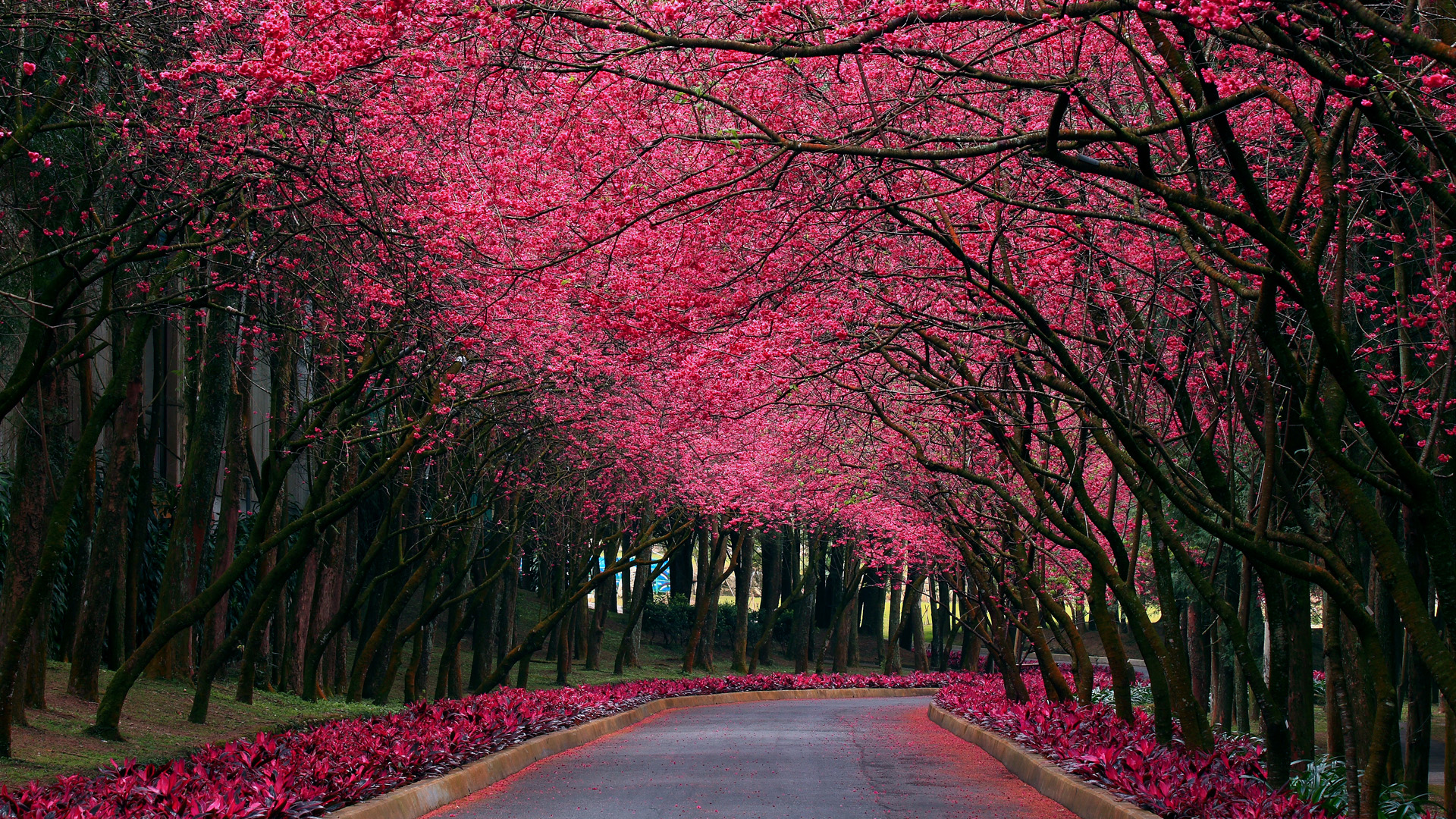 自然，公园，胡同，樱花，小路，浪漫的樱花风景桌面壁纸