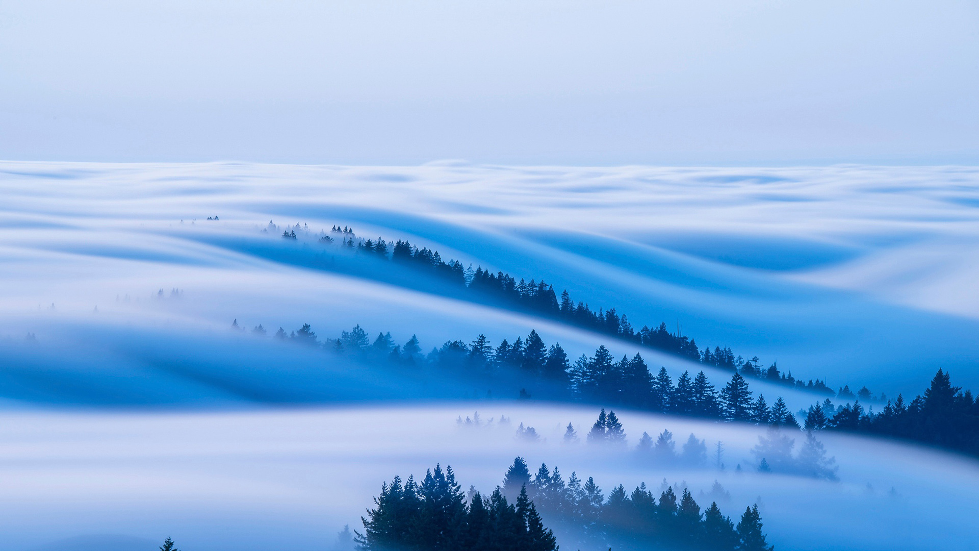 森林 天空 雾 早晨 风景桌面壁纸