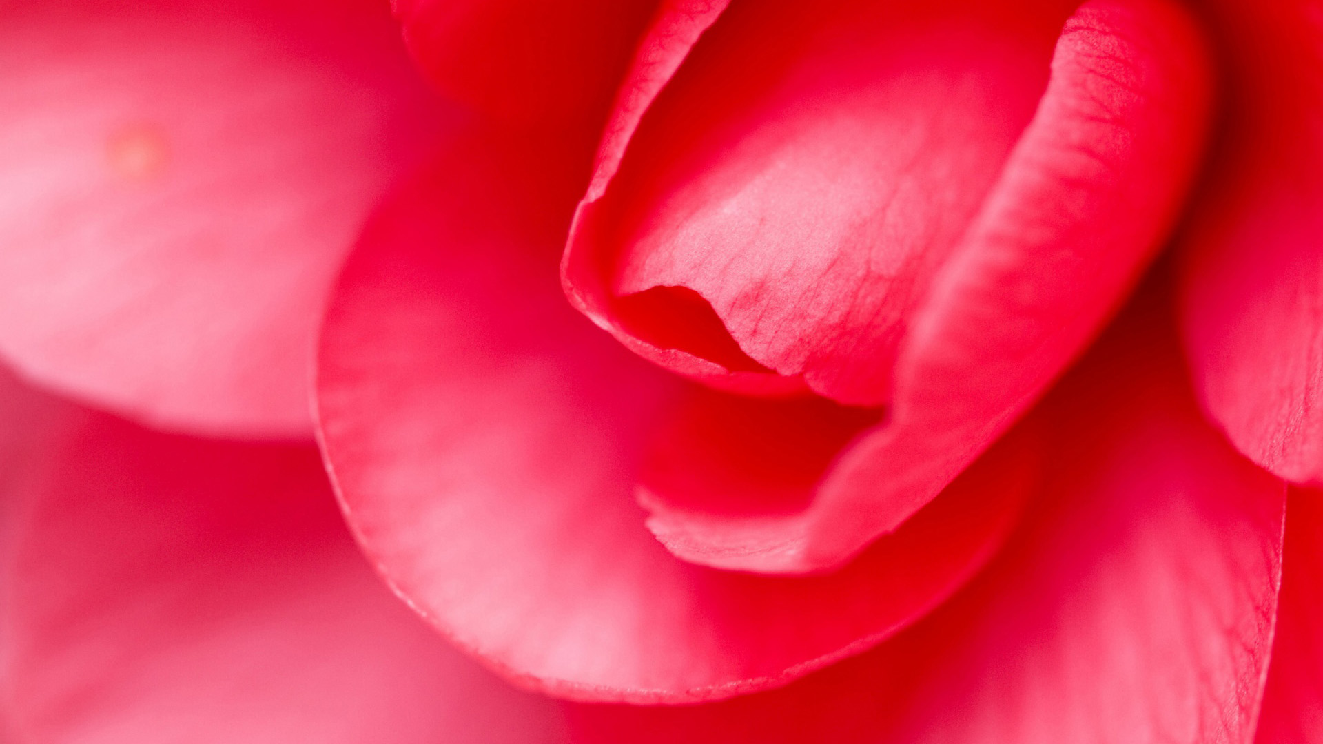 粉红玫瑰花瓣壁纸