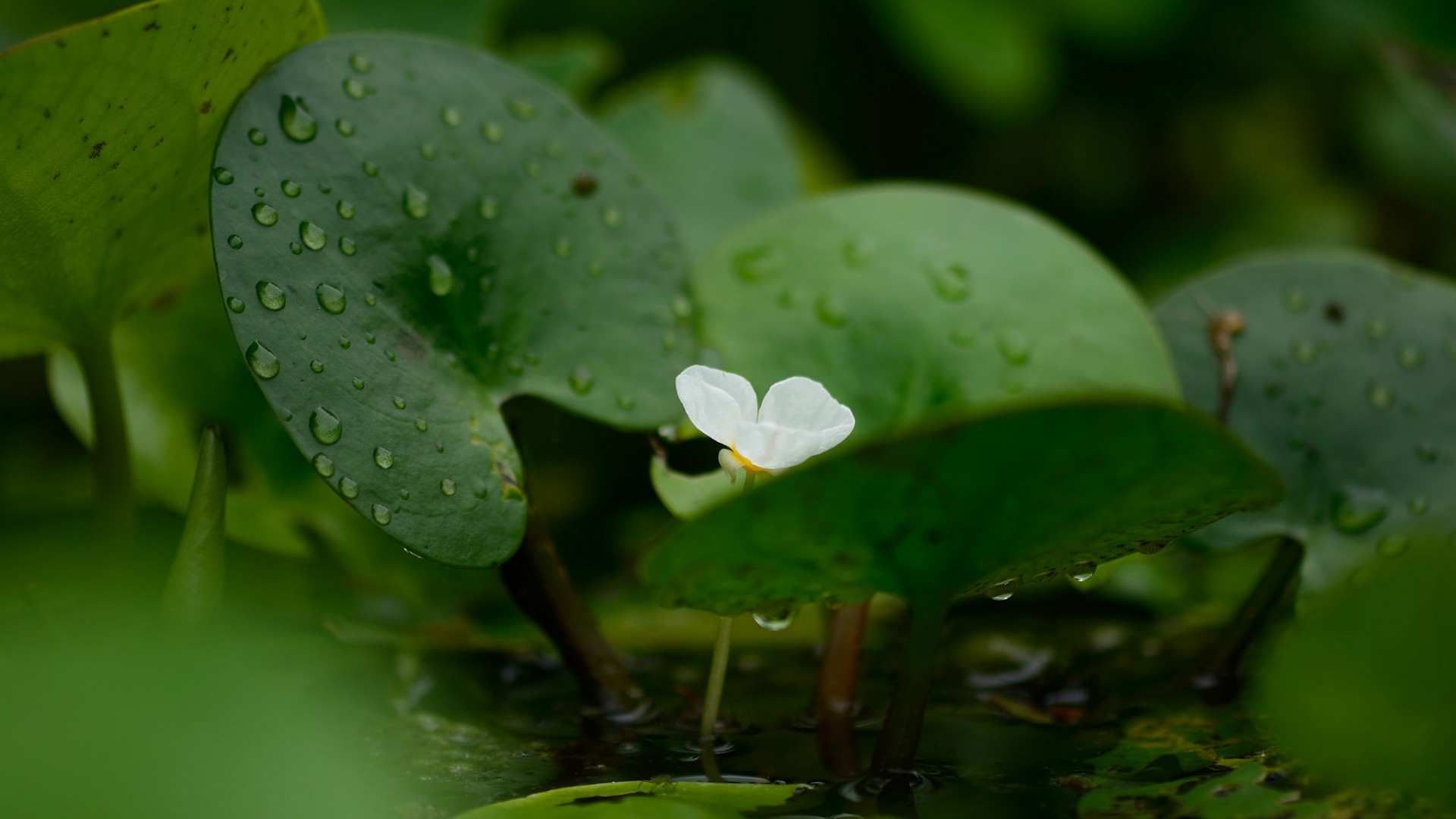 绿色植物高清壁纸，叶子花卉美图，免费电脑壁纸下载