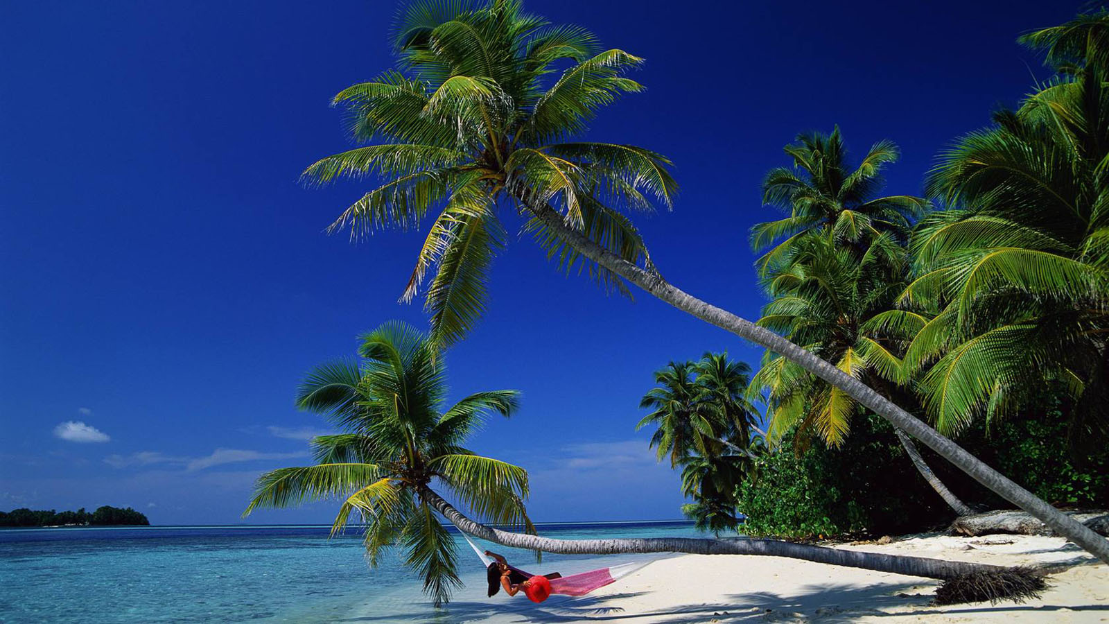 海边椰树风景桌面背景图片