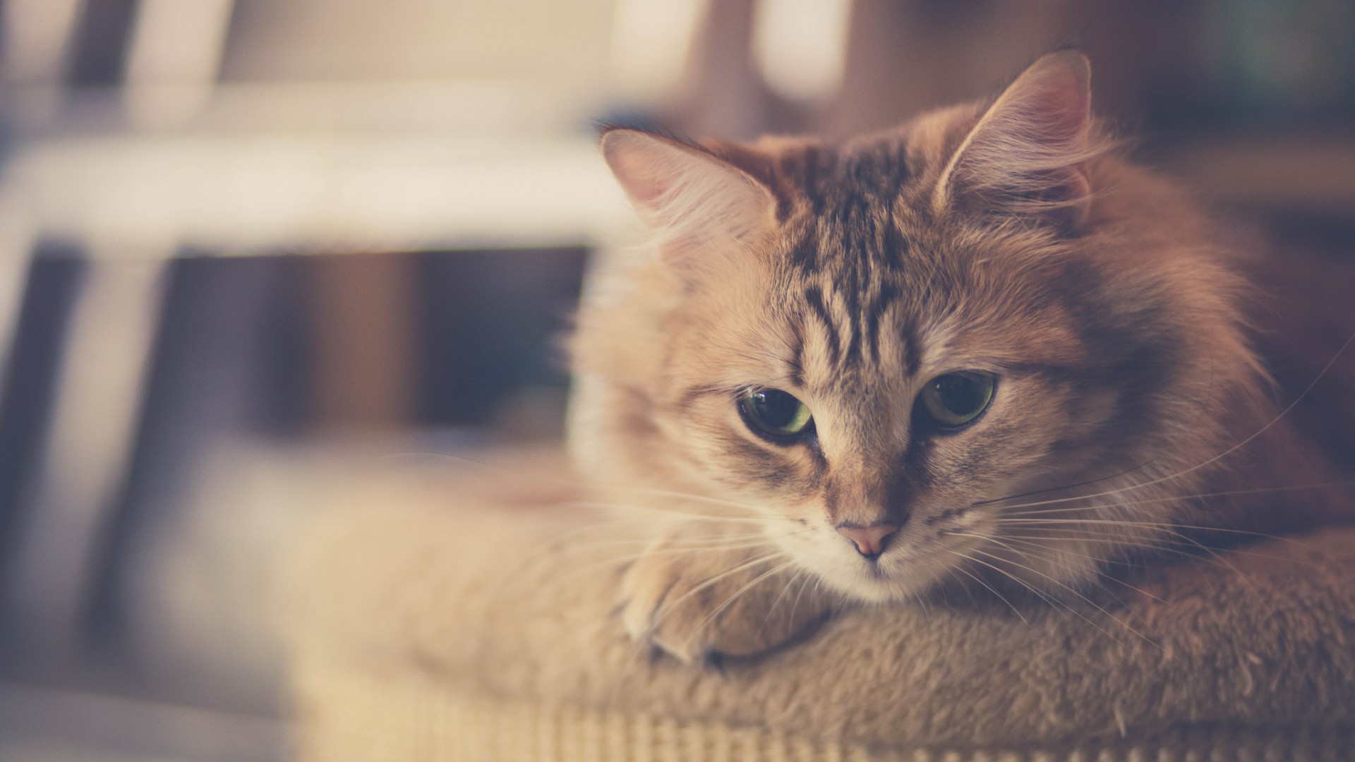 猫，猫毛，猫的胡子，心情，猫猫壁纸
