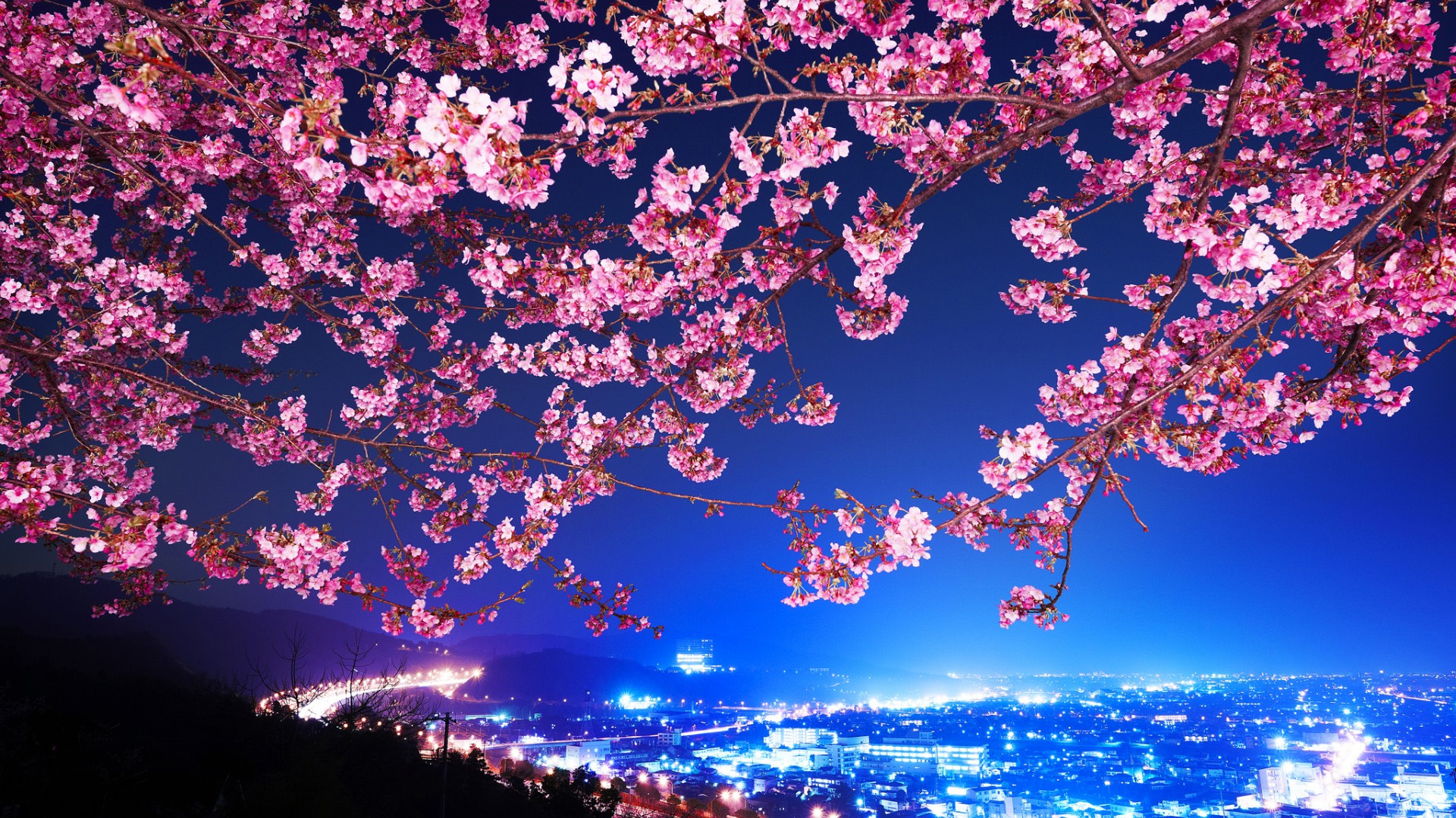 日本樱花宽屏桌面壁纸