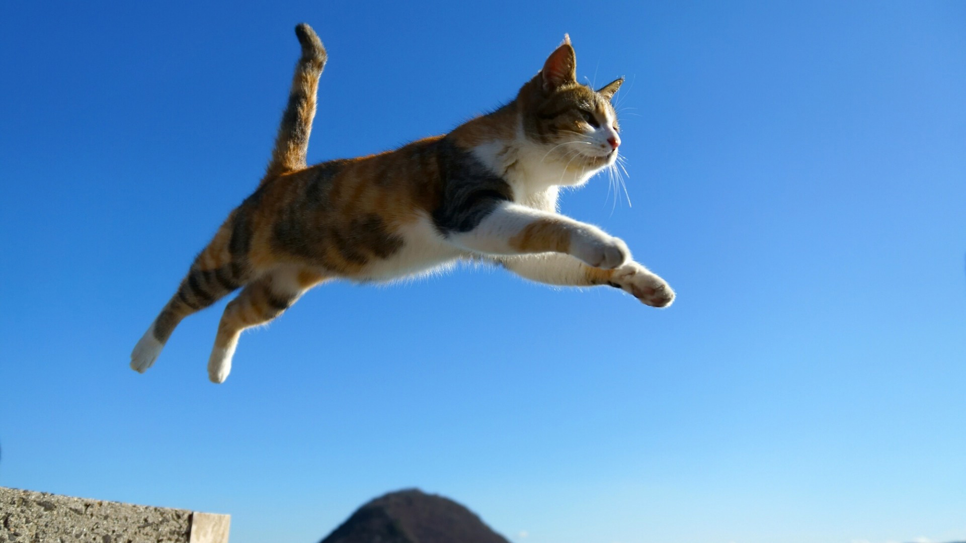 猫，跳跃，天空，猫猫桌面壁纸