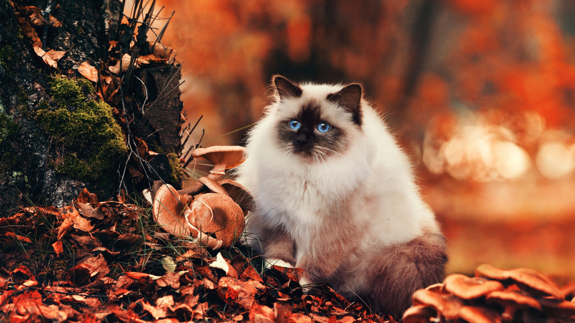 猫，毛茸茸的，蓝色眼睛，森林，猫桌面壁纸