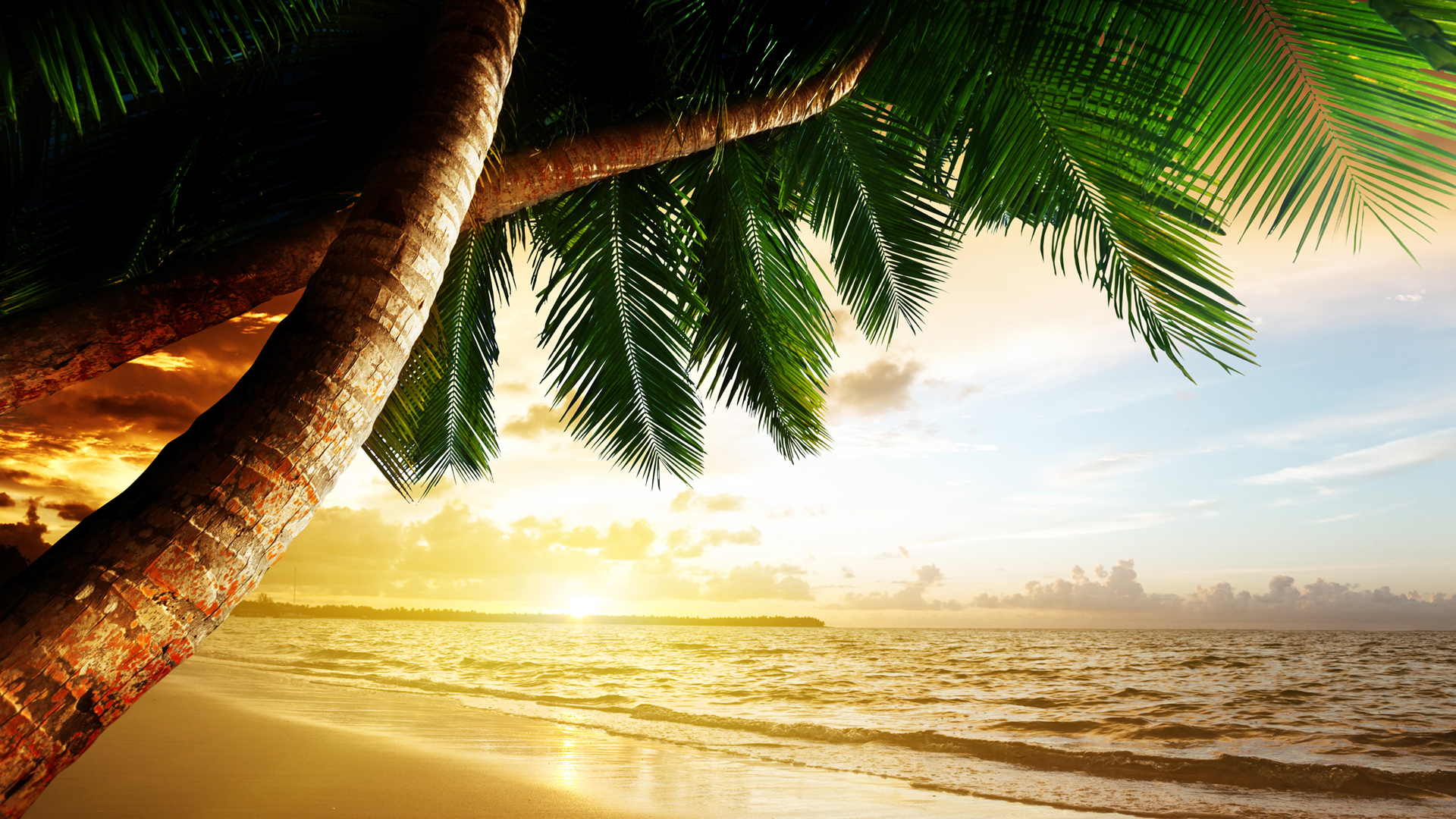 漂亮的海滩椰树风景桌面壁纸