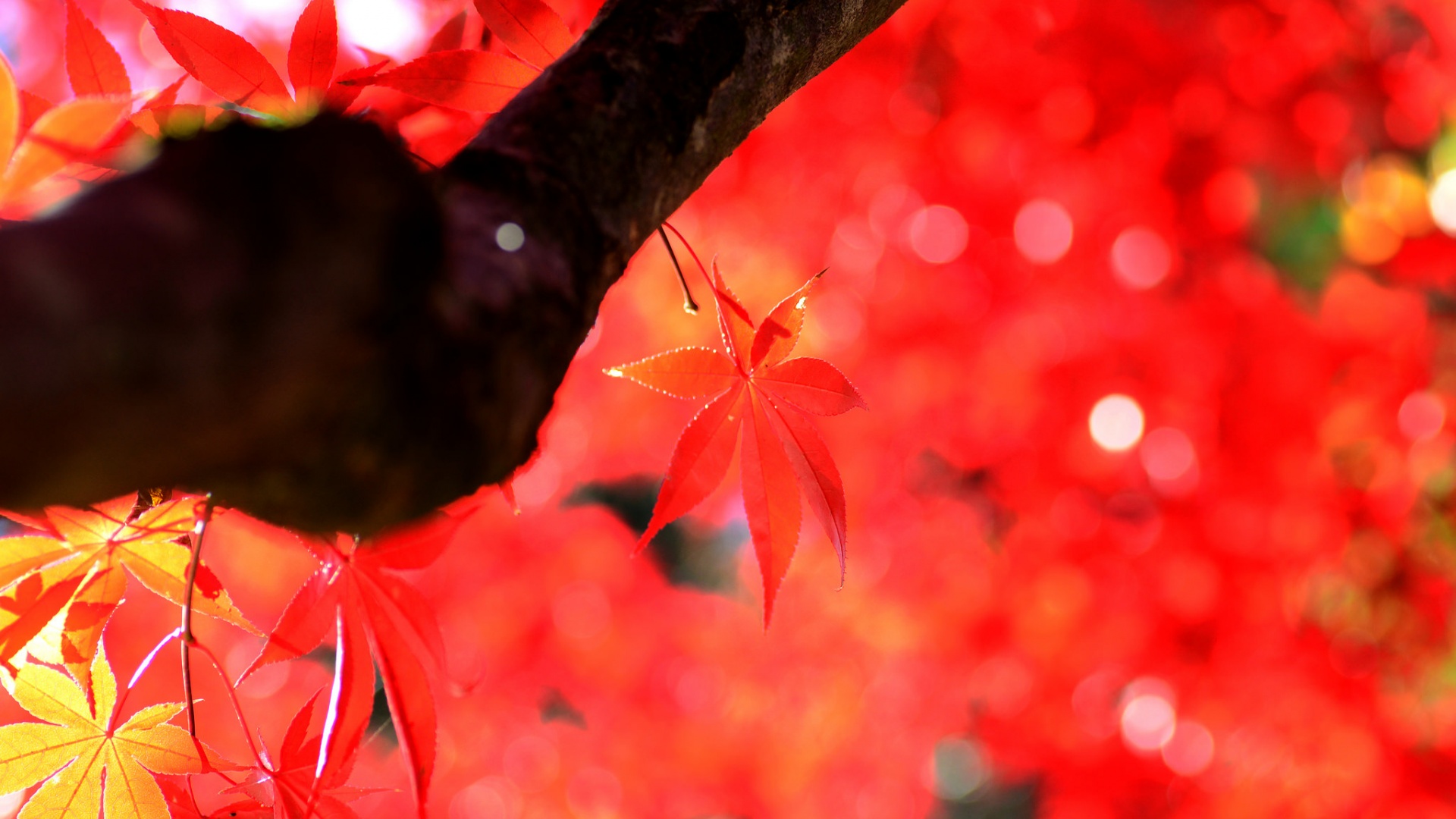 秋天 枫树 红色枫树叶桌面壁纸