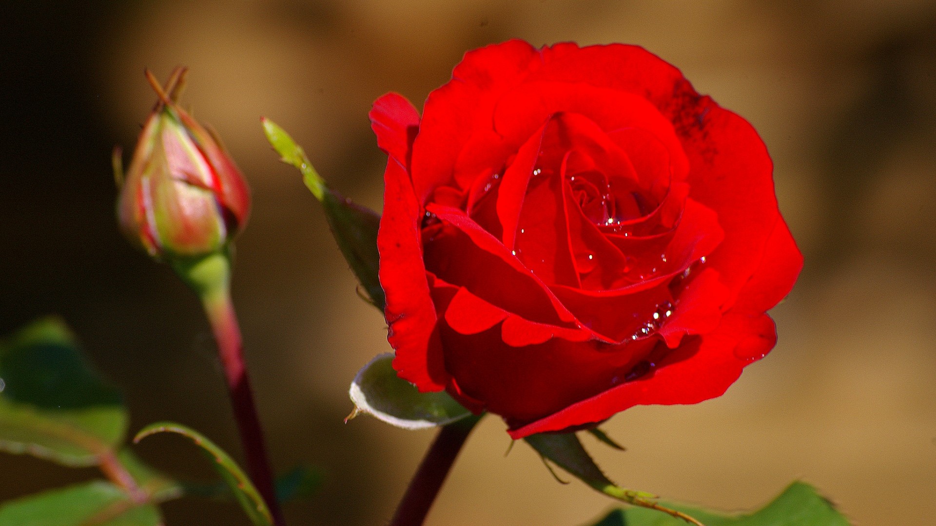 玫瑰花，水滴，红色玫瑰超清壁纸