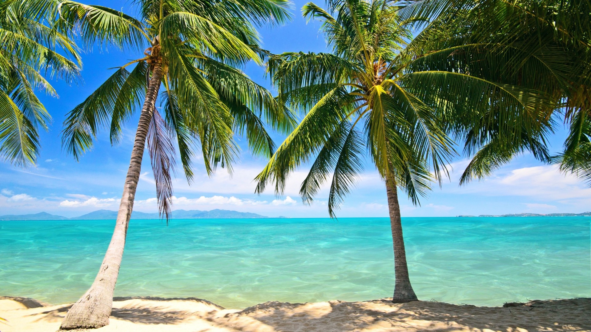 椰子树，棕榈树，沙滩，海洋，天空，夏天风景桌面壁纸