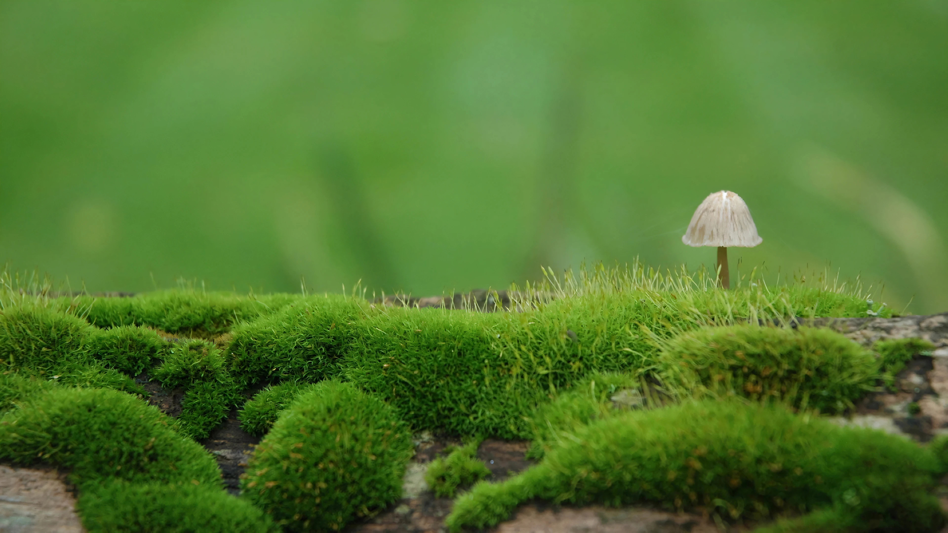 绿草地蘑菇苔藓植物护眼高清壁纸