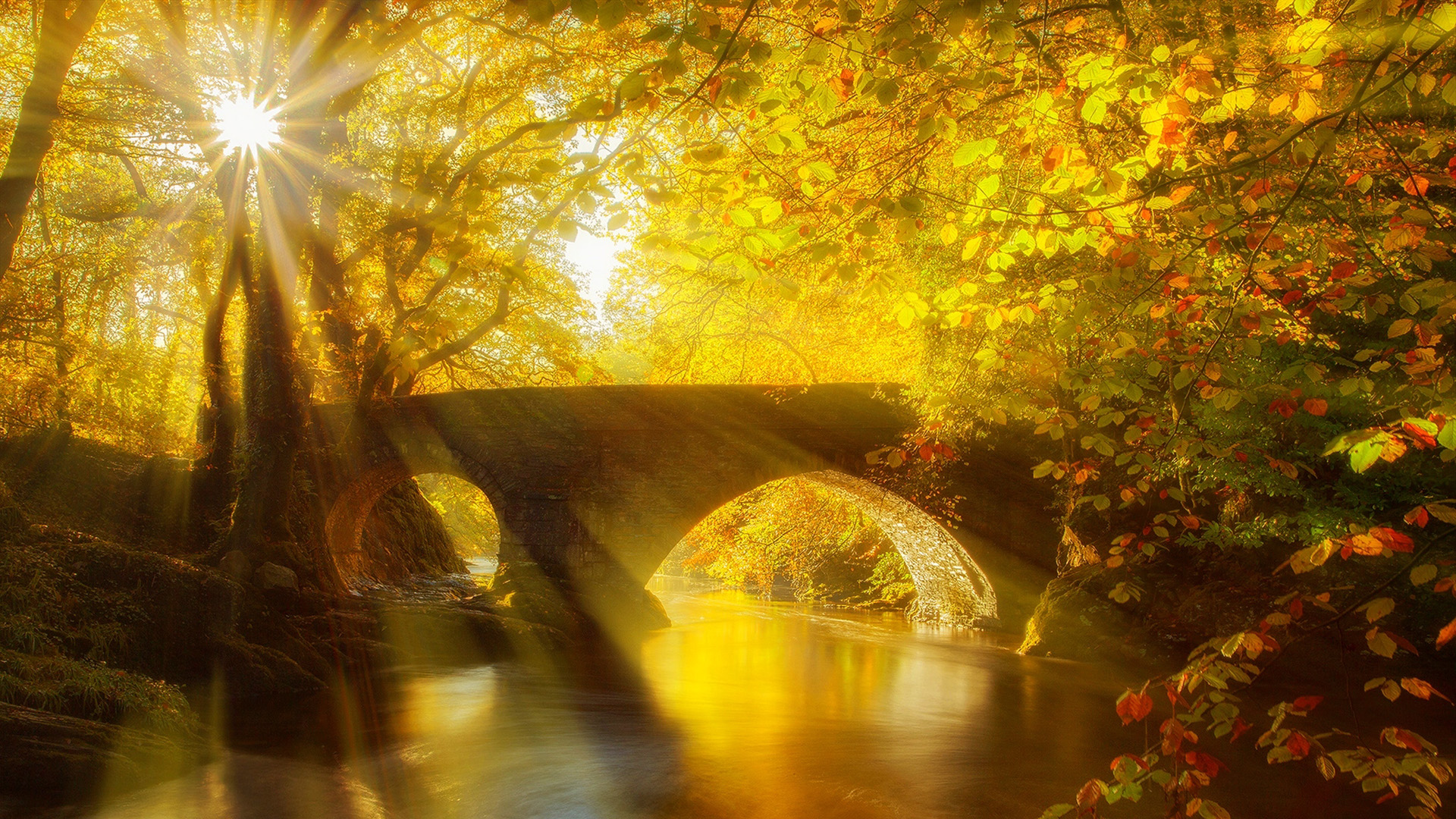 秋天森林,太阳,桥梁,河流,风景桌面壁纸