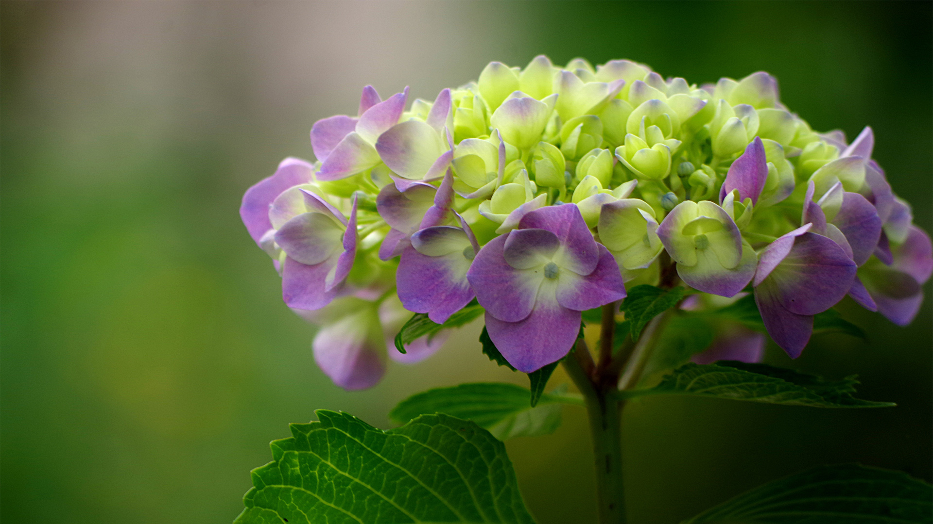 绣球花2k壁纸