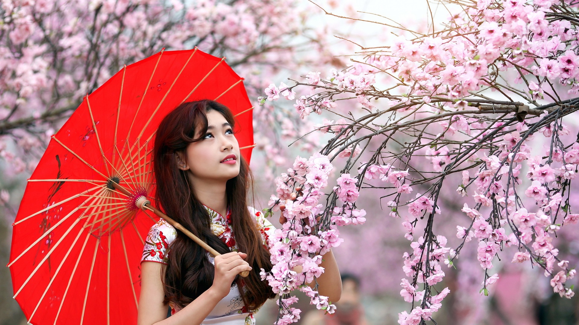 美女，红色花伞，樱花，中国风，漂亮美女壁纸