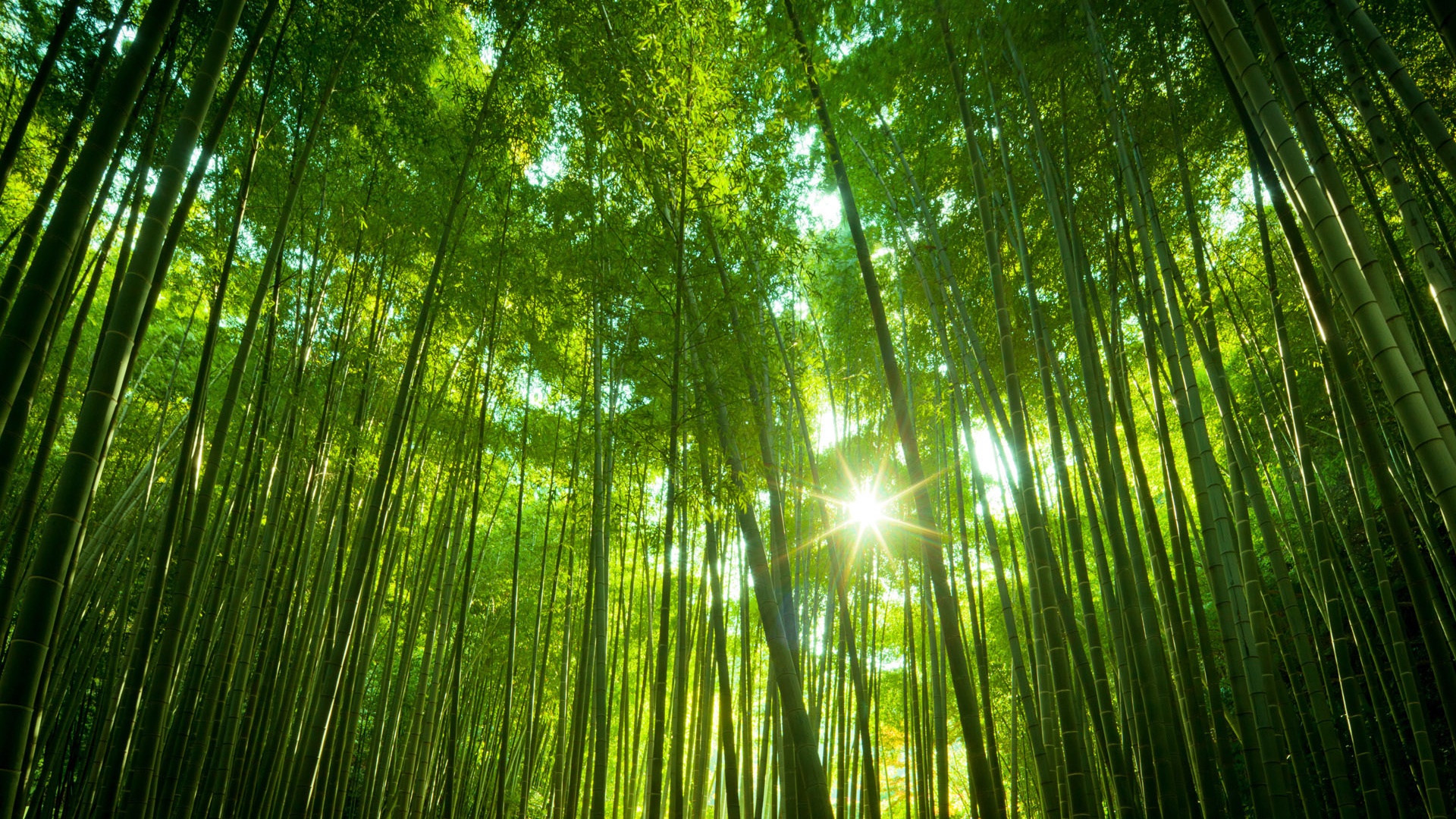 日本竹林，绿色竹海，太阳，竹林风景桌面壁纸