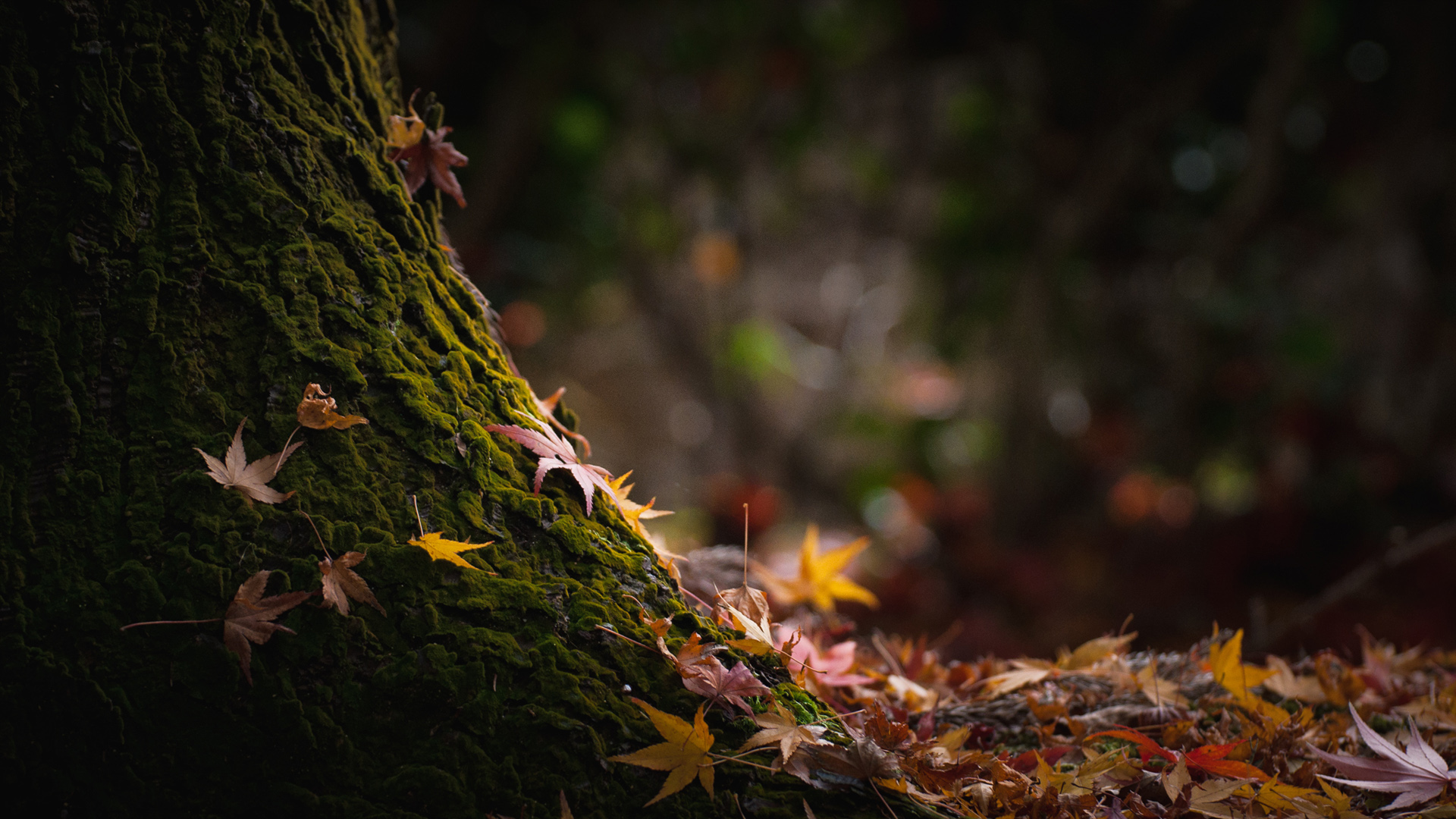 大自然风景树秋天树叶桌面壁纸