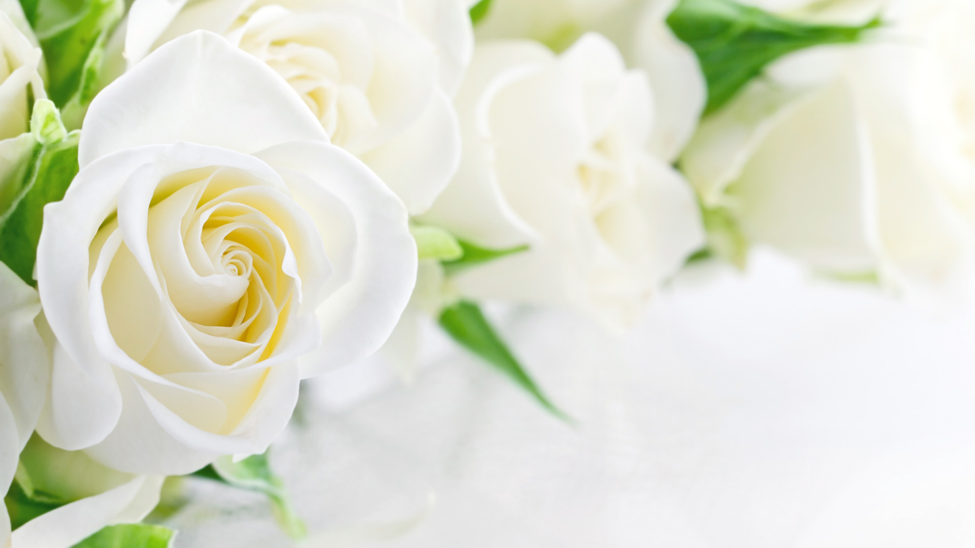 2014年6月日历桌面唯美纯洁白玫瑰图片-日历壁纸-壁纸下载-美桌网