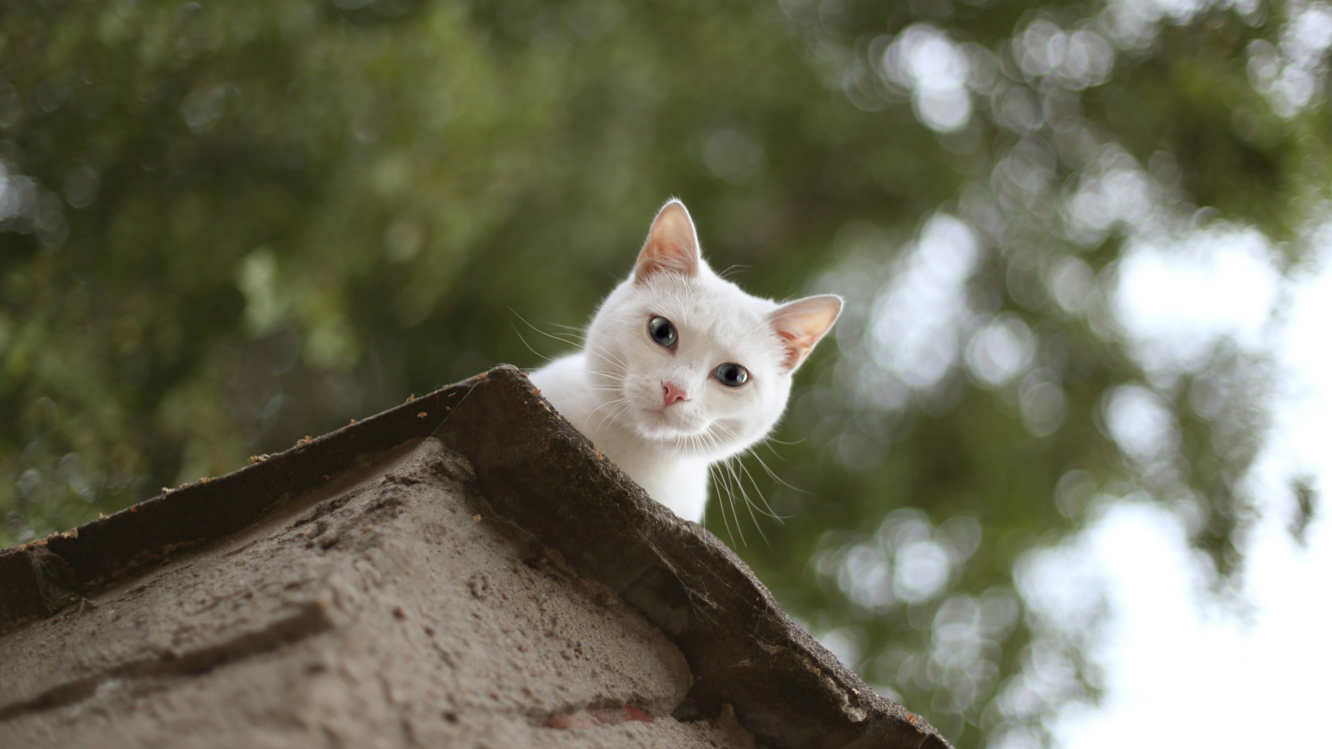 猫，白色的猫，房顶，看着你，美猫，桌面壁纸