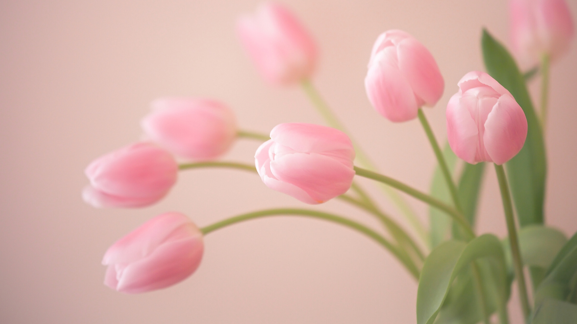 花蕾,粉色的郁金香花电脑壁纸