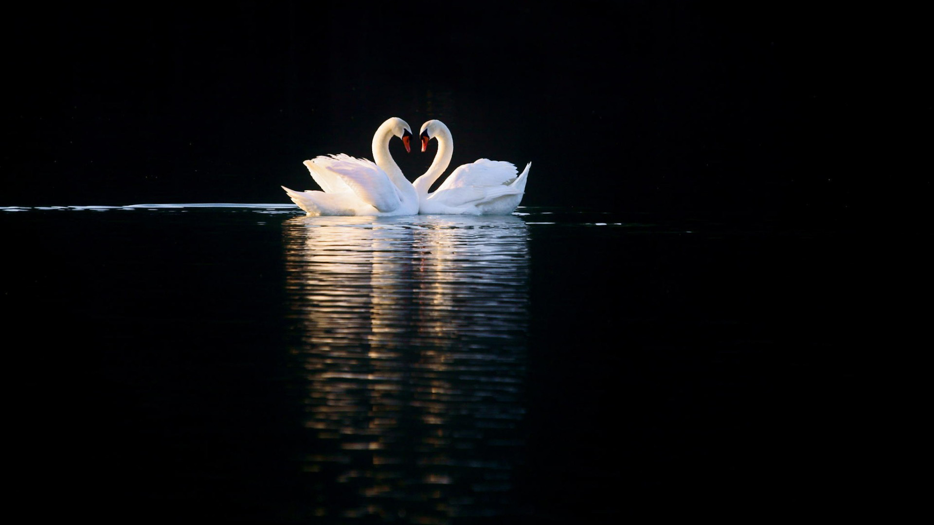 湖，晚上，白天鹅，爱情，恋爱，恋人，动物壁纸
