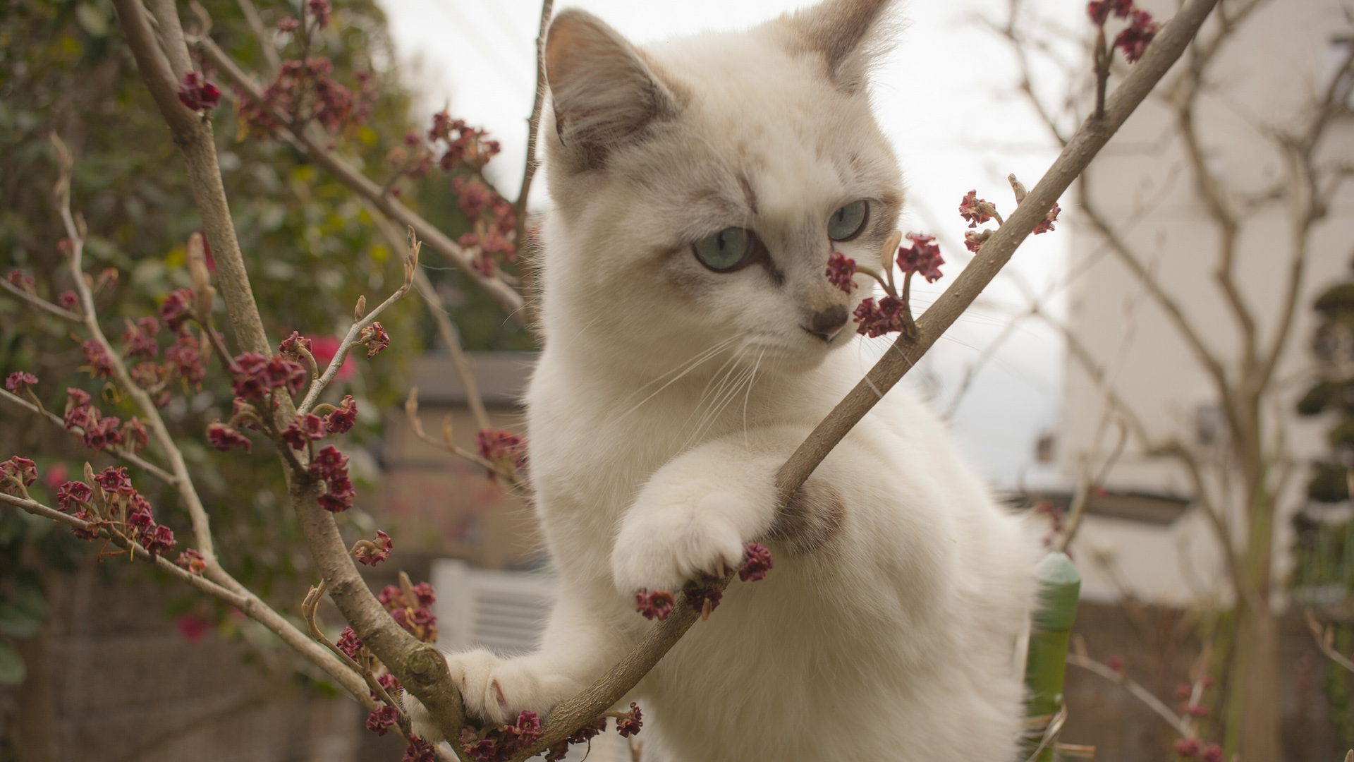 白猫，可爱眼神，萌，树，树枝，小猫桌面壁纸