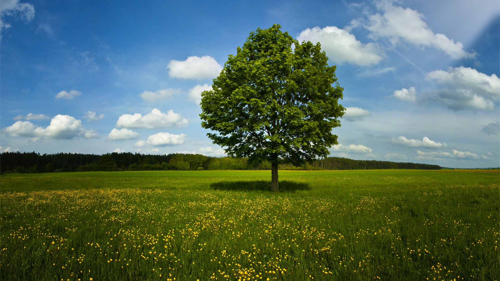 自然，树木，草地，田野，夏天图片，风景桌面壁纸