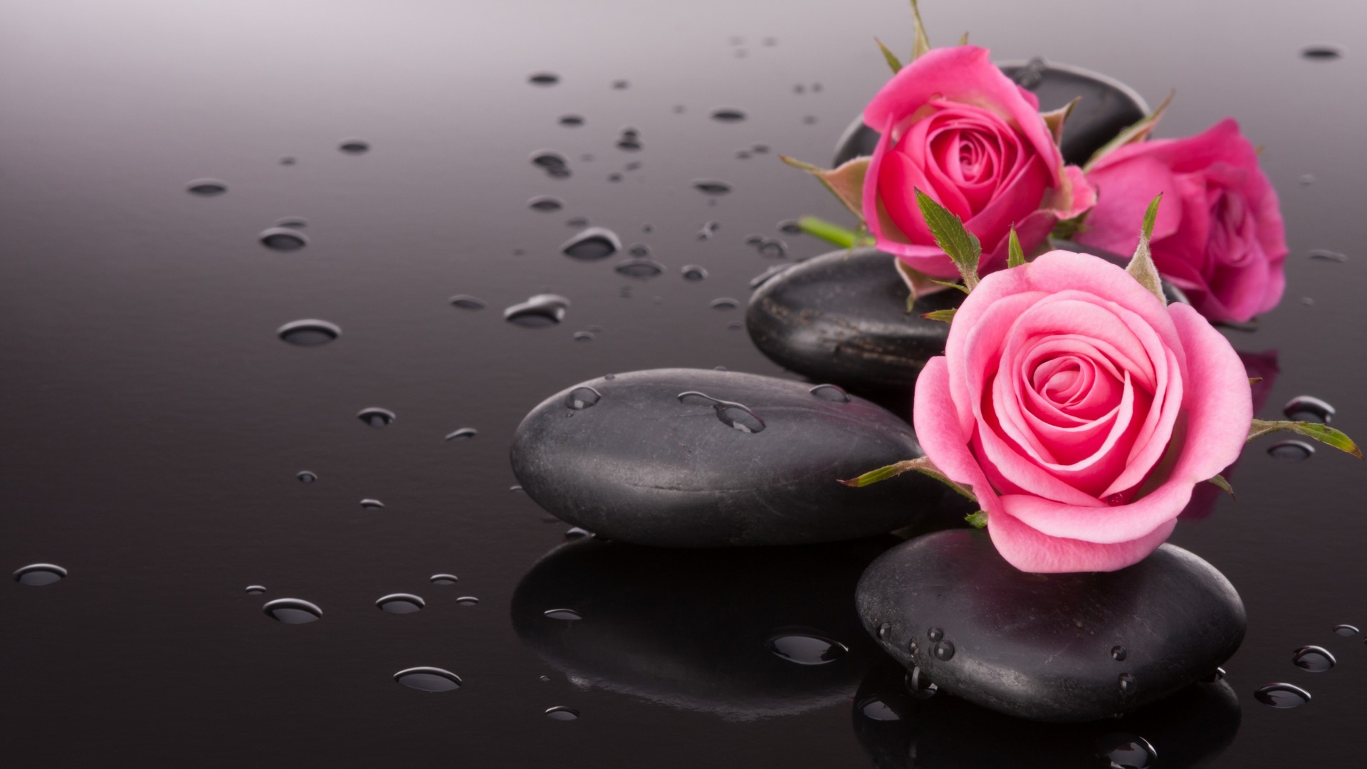 石头,粉红色玫瑰花,水珠,唯美,桌面壁纸