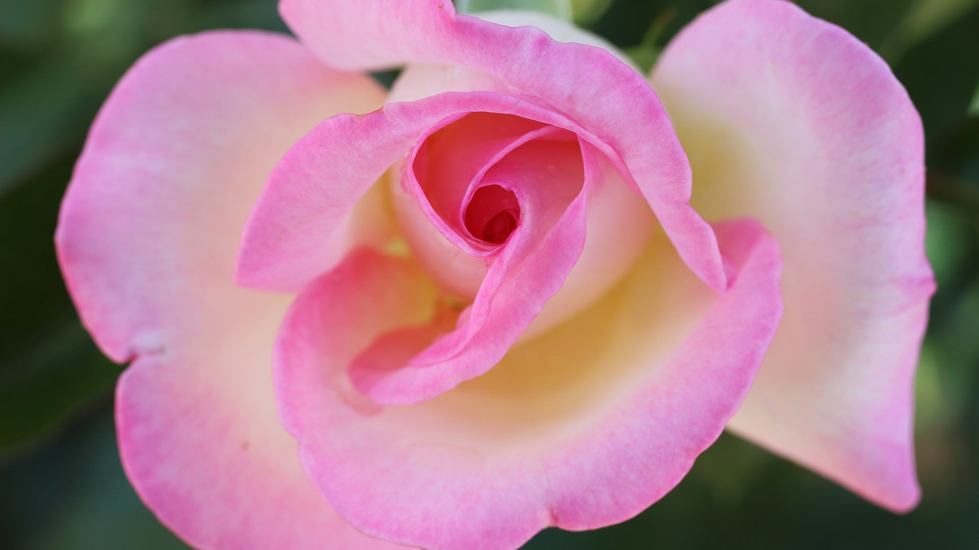 粉色玫瑰花，花瓣，微距摄影，玫瑰花高清微距壁纸