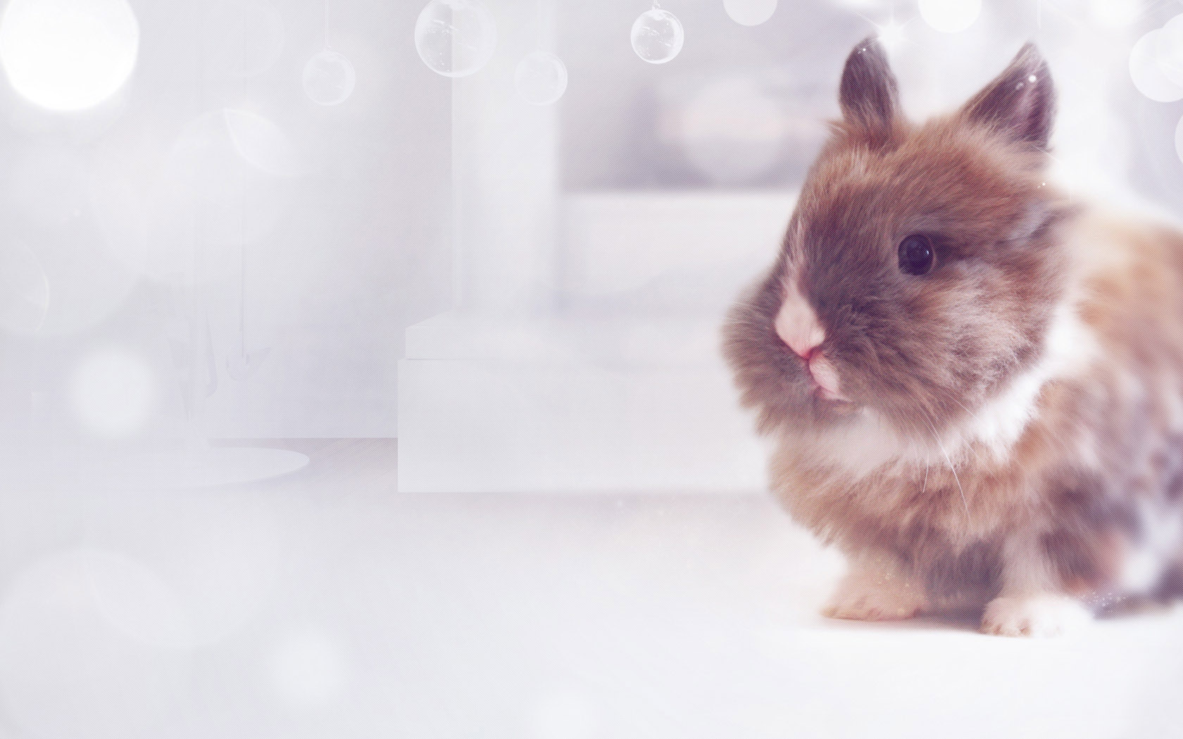 新年礼物，可爱的小兔子壁纸