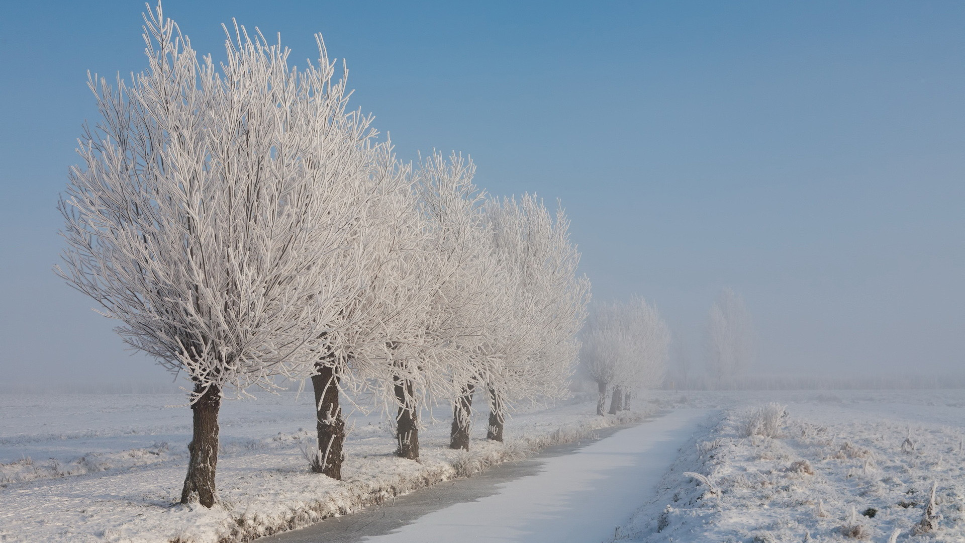 冬日雪景，树木披霜，自然美景宽屏壁纸，免费下载电脑背景