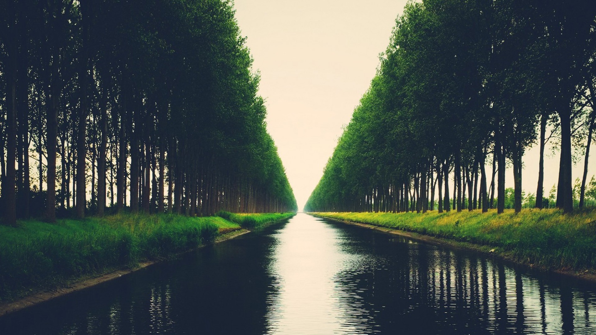 绿树,河流,风景壁纸