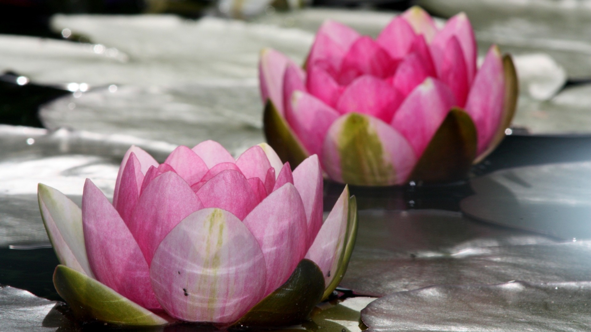湖水，水莲，莲花图片桌面壁纸