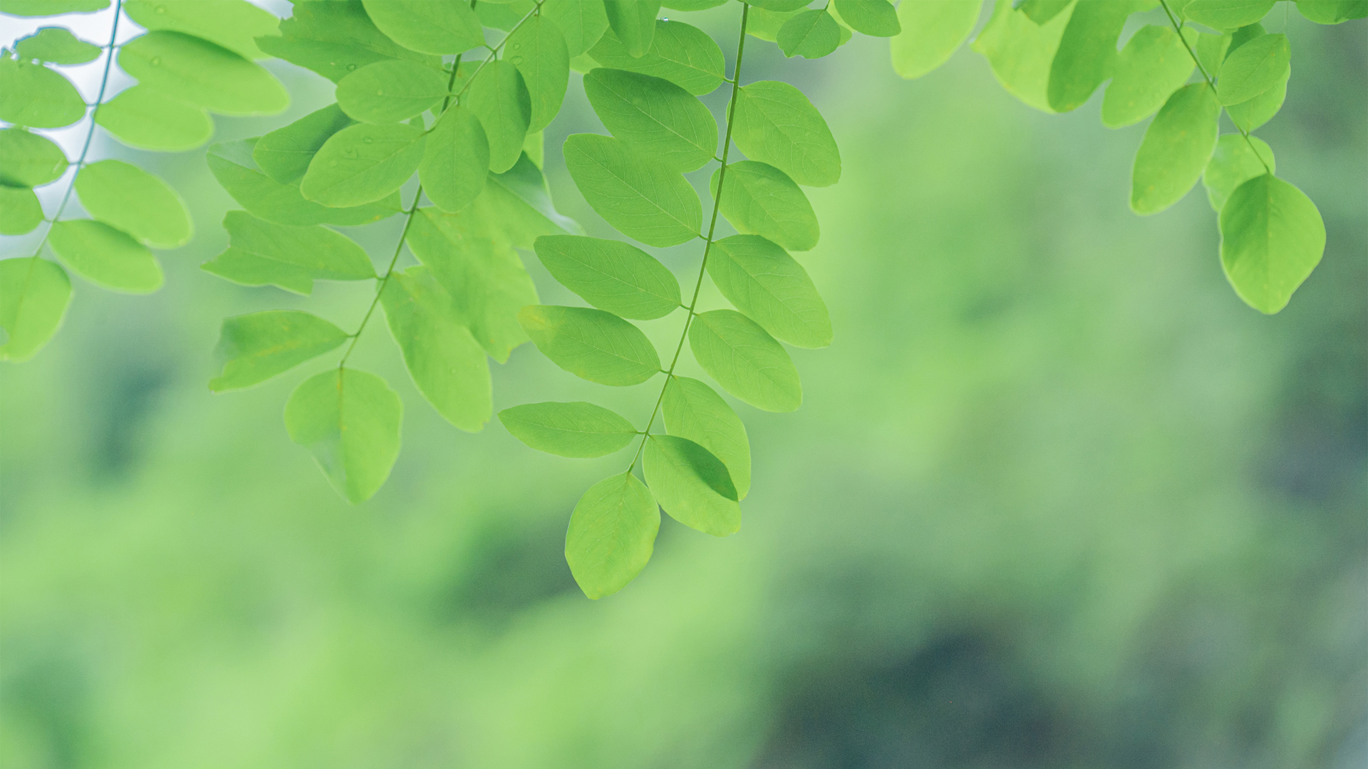 夏日绿意，护眼高清绿叶壁纸，免费下载电脑风景美图