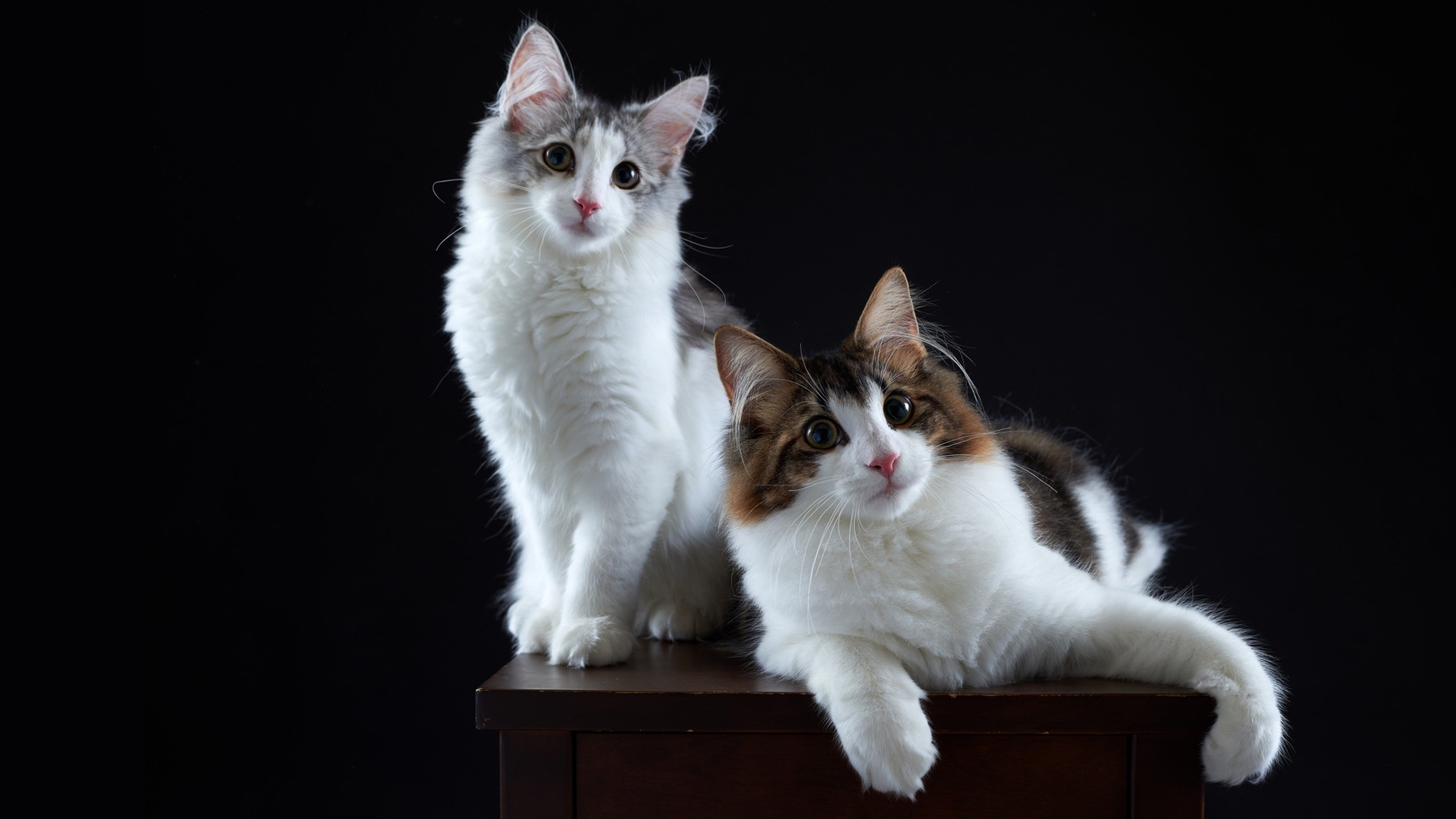 小猫夫妇,二只猫,洁白色的,情侣猫,桌面壁纸