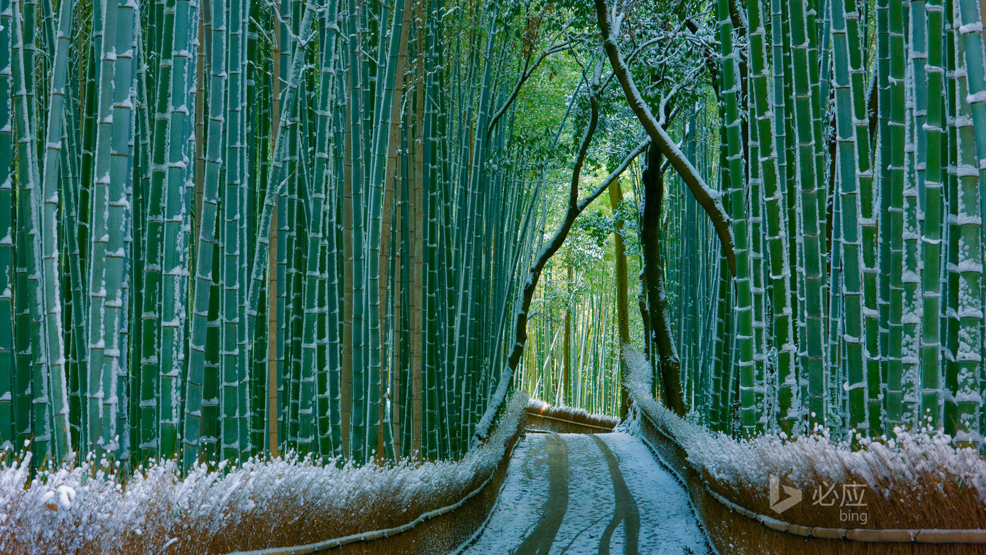 竹林，日本京都，冬天雪景，竹林风景桌面壁纸